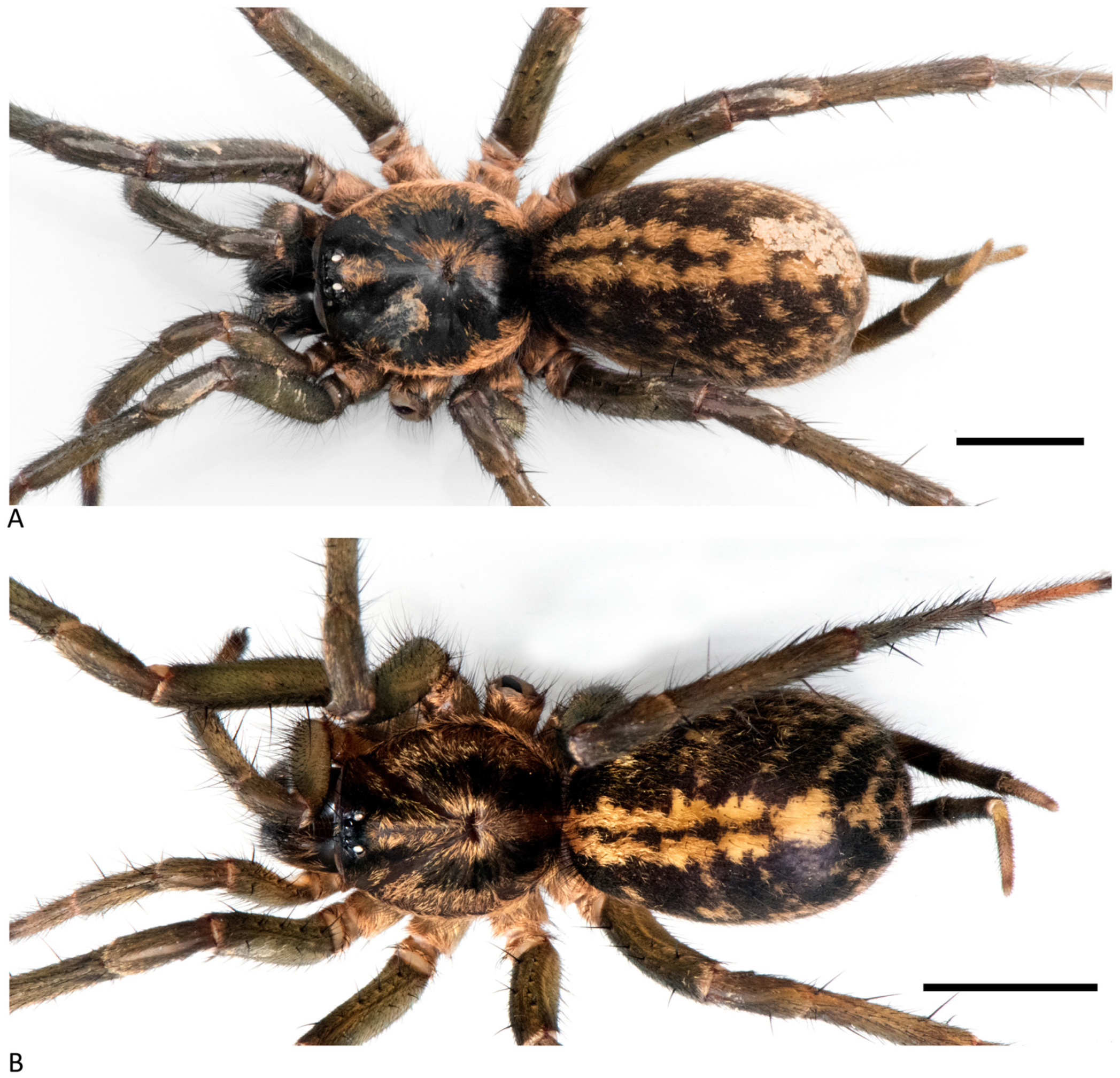 Arthropoda 01 00010 g167