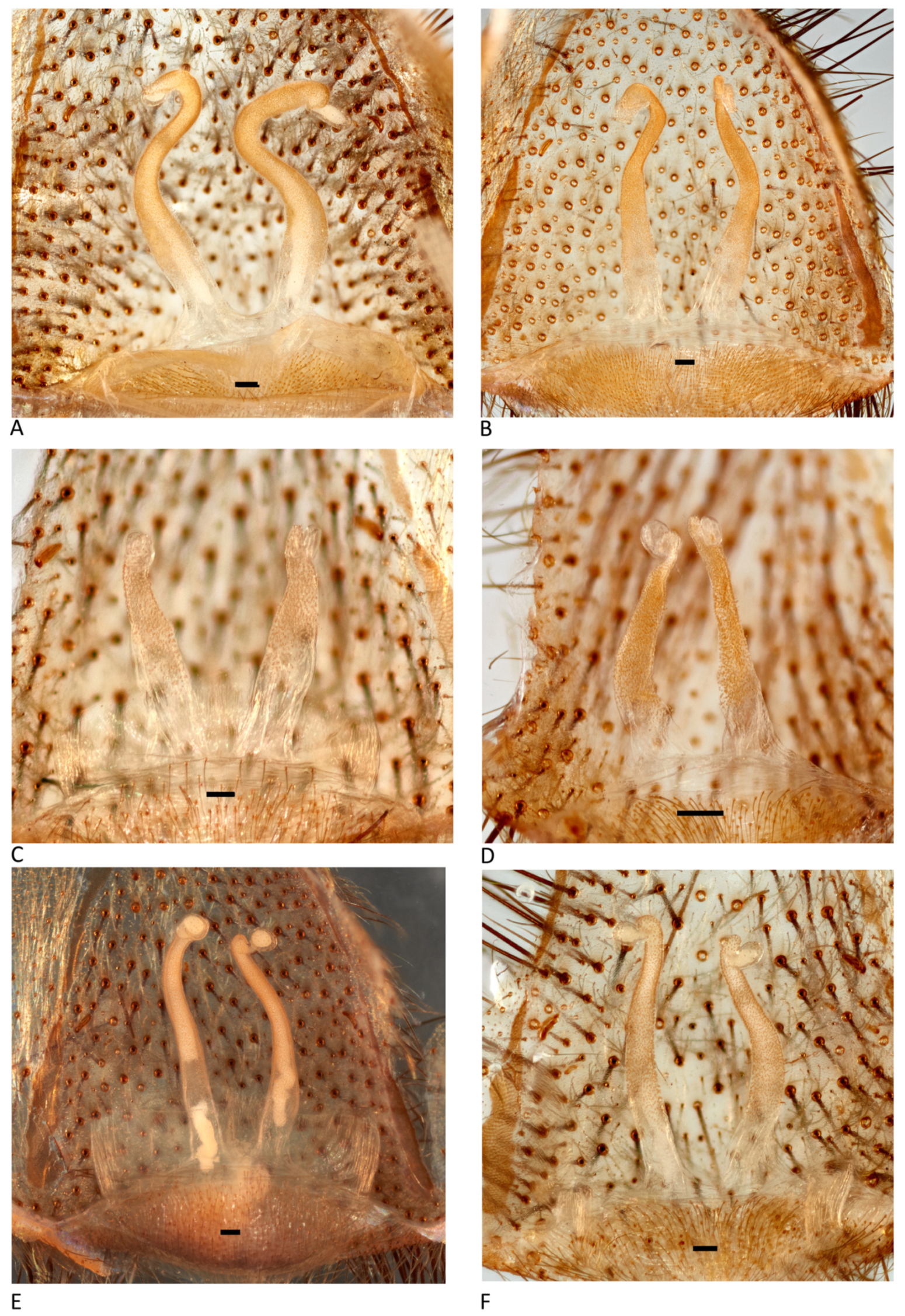 Arthropoda 01 00010 g168