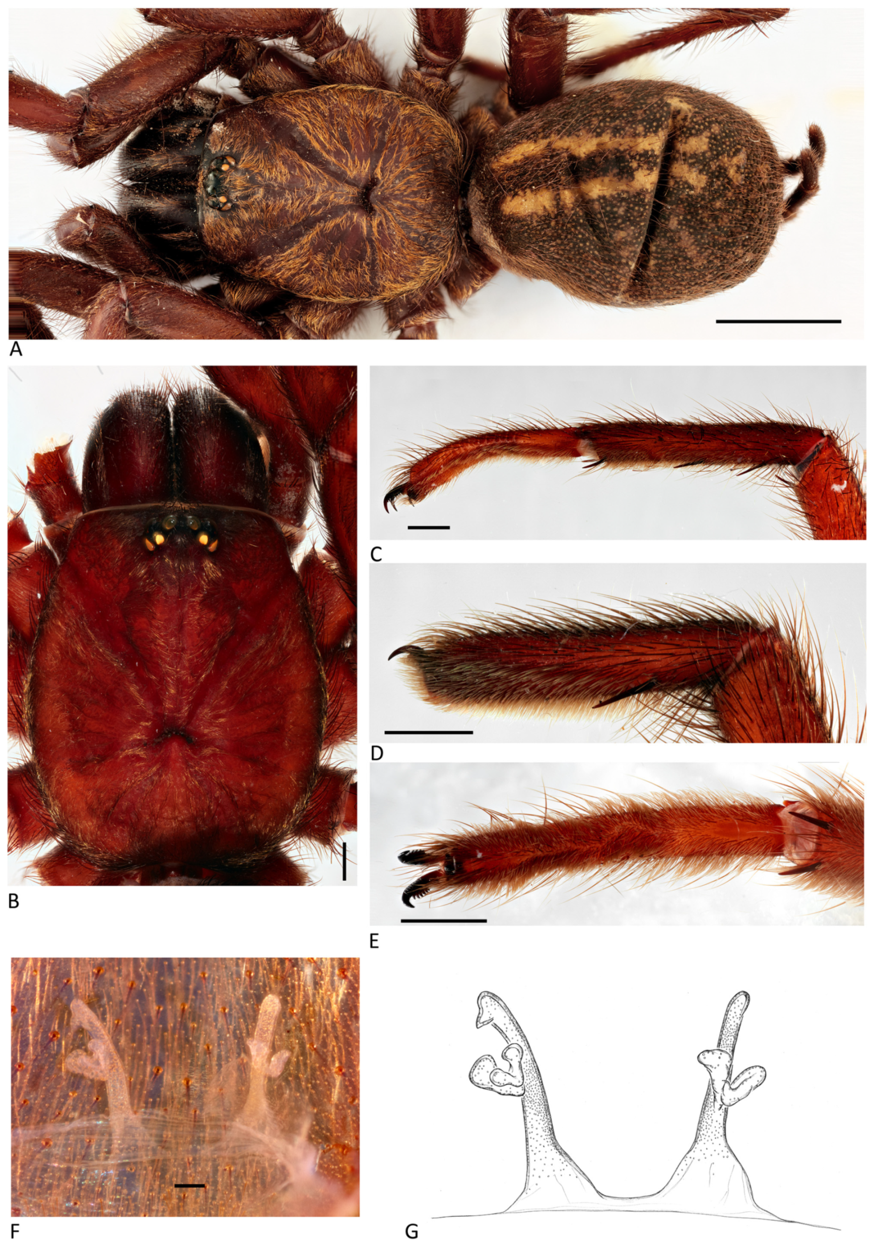 Arthropoda 01 00010 g169