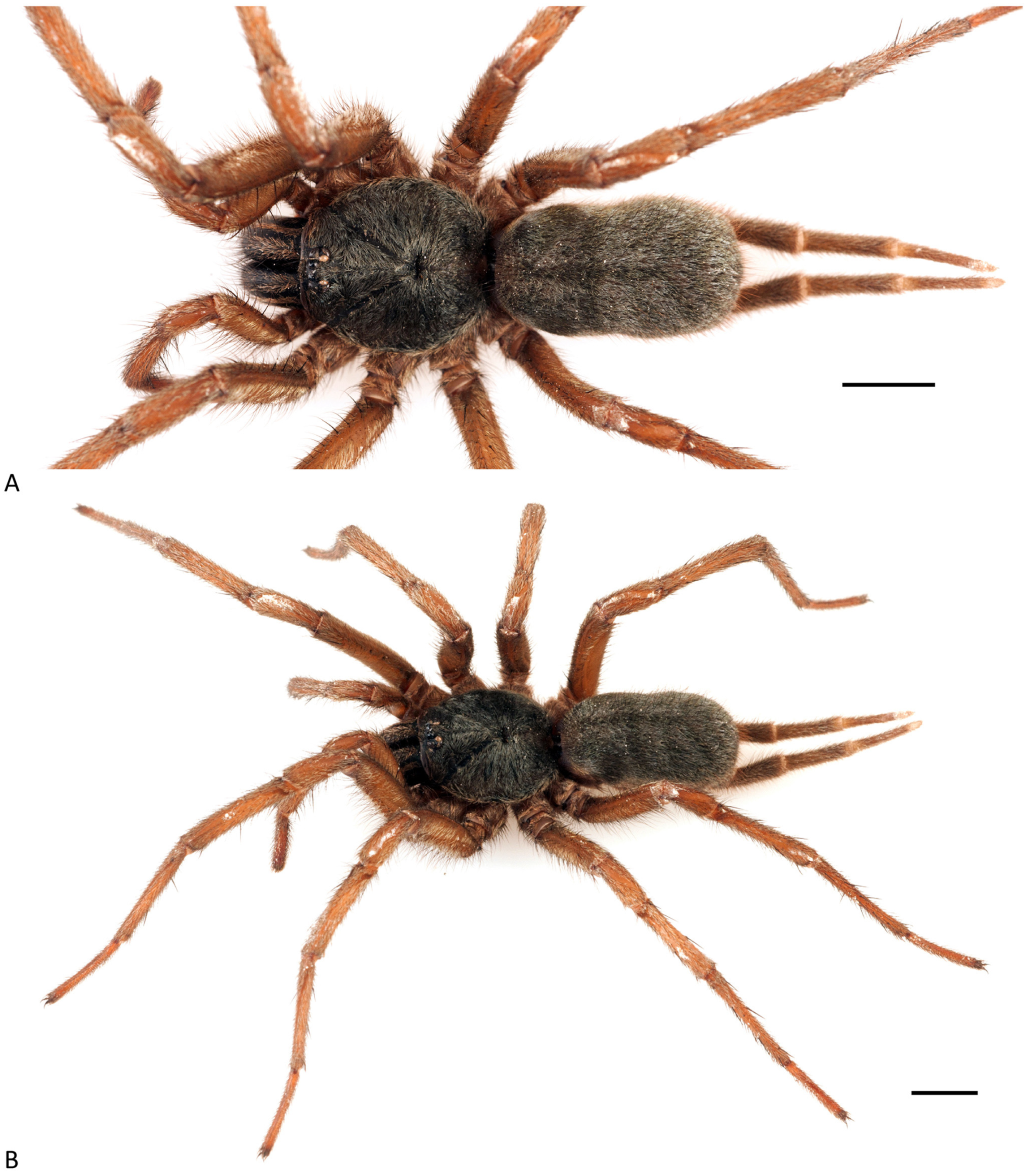 Arthropoda 01 00010 g170