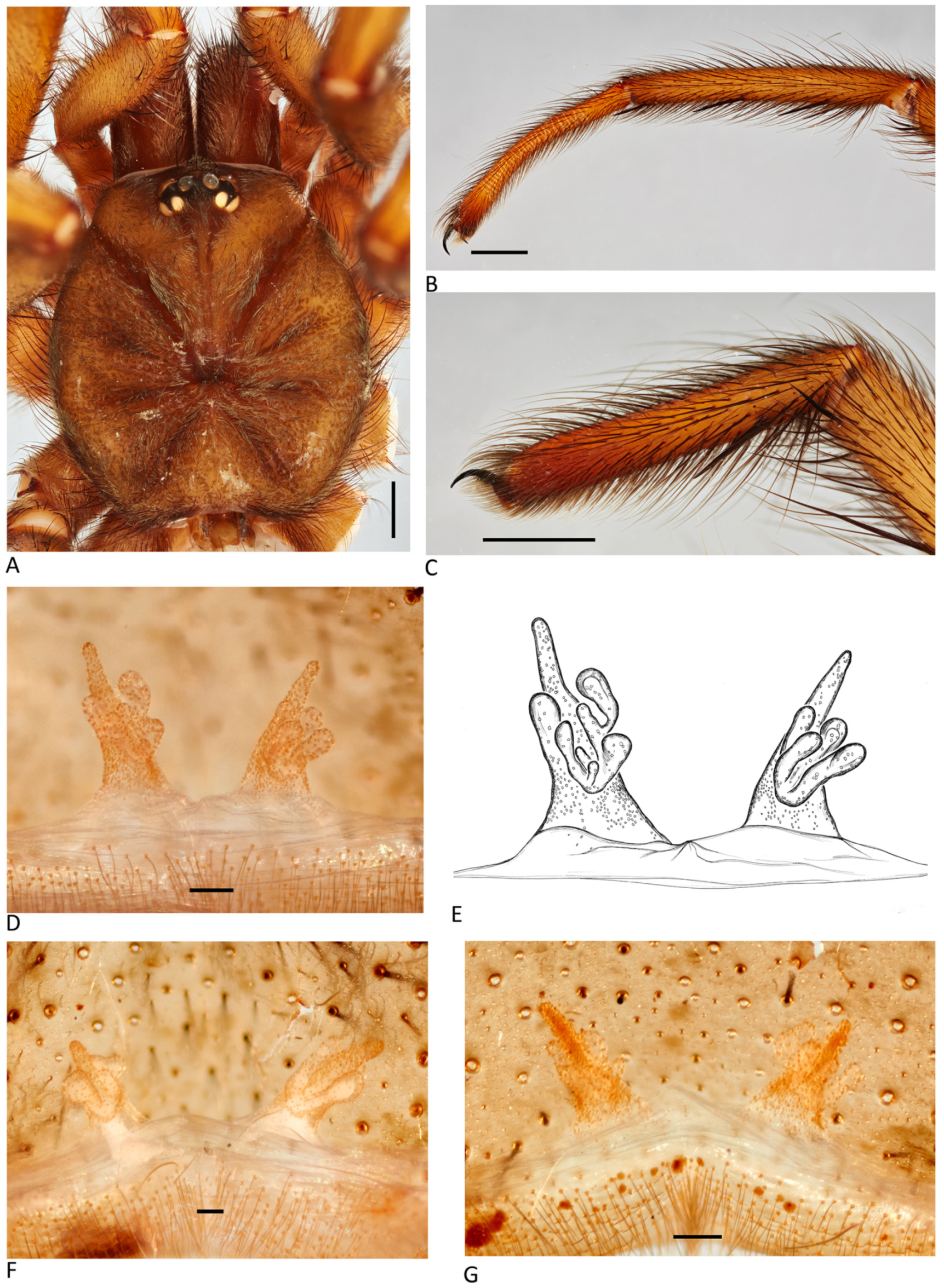 Arthropoda 01 00010 g171