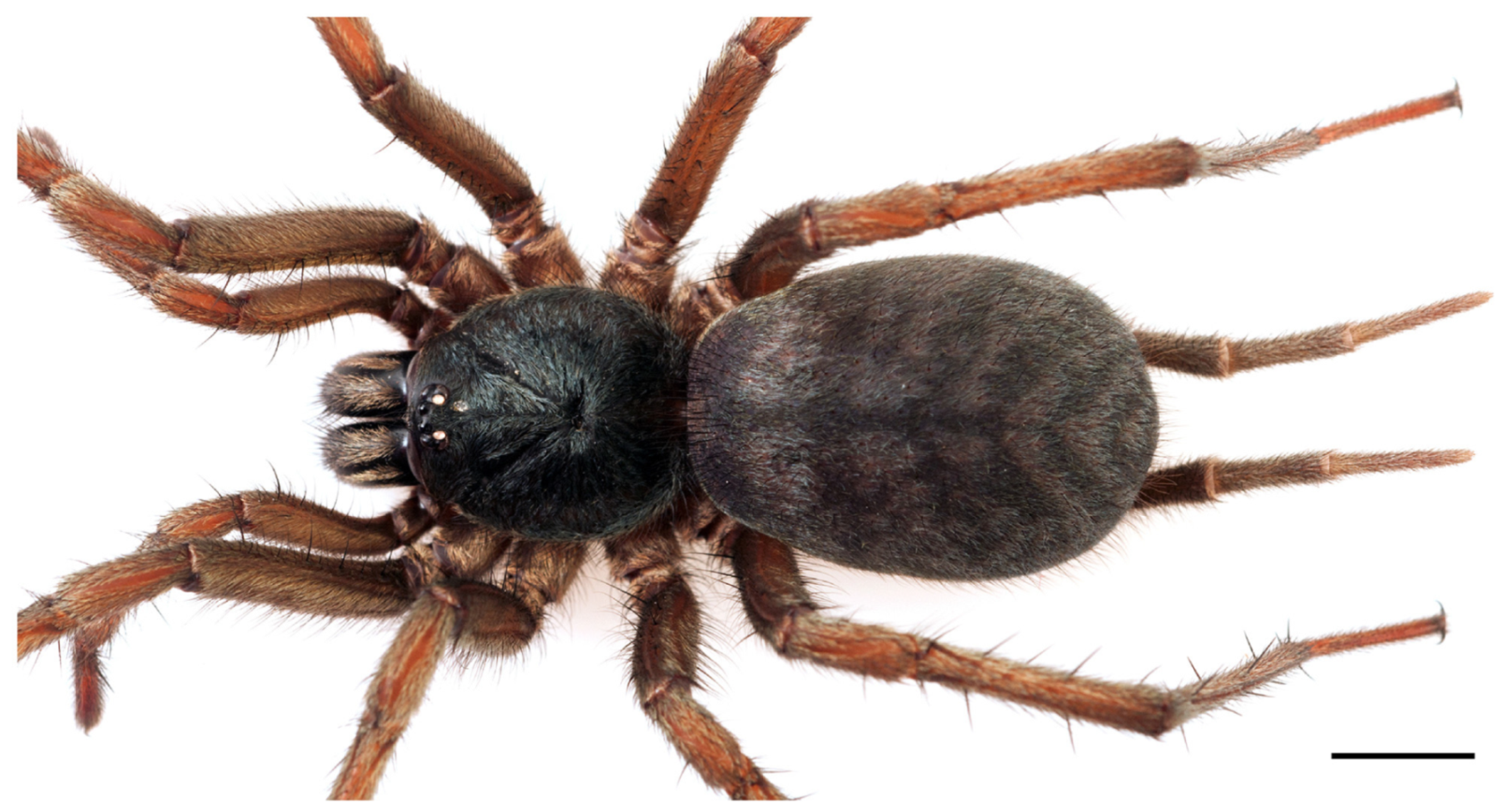 Arthropoda 01 00010 g172