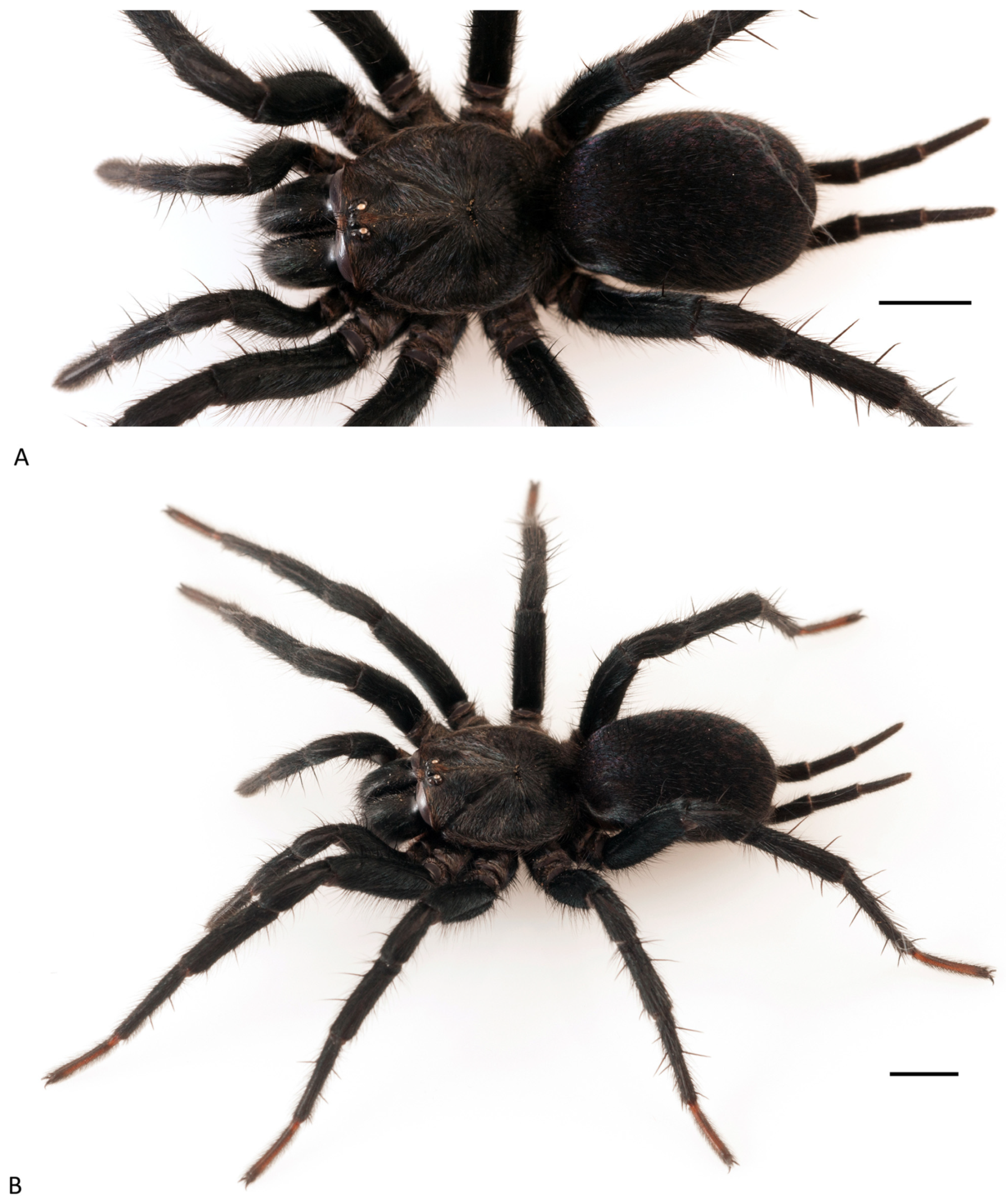 Arthropoda 01 00010 g173