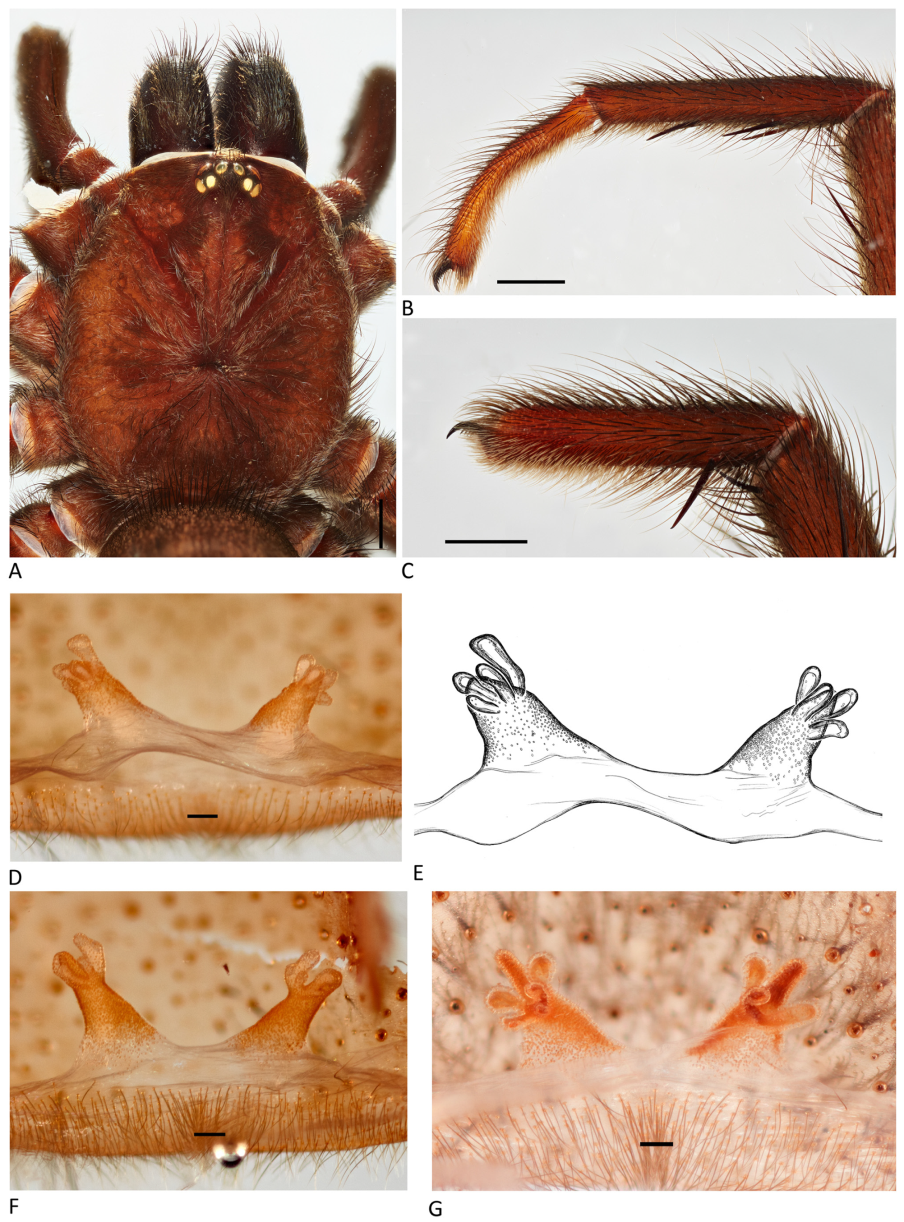 Arthropoda 01 00010 g174