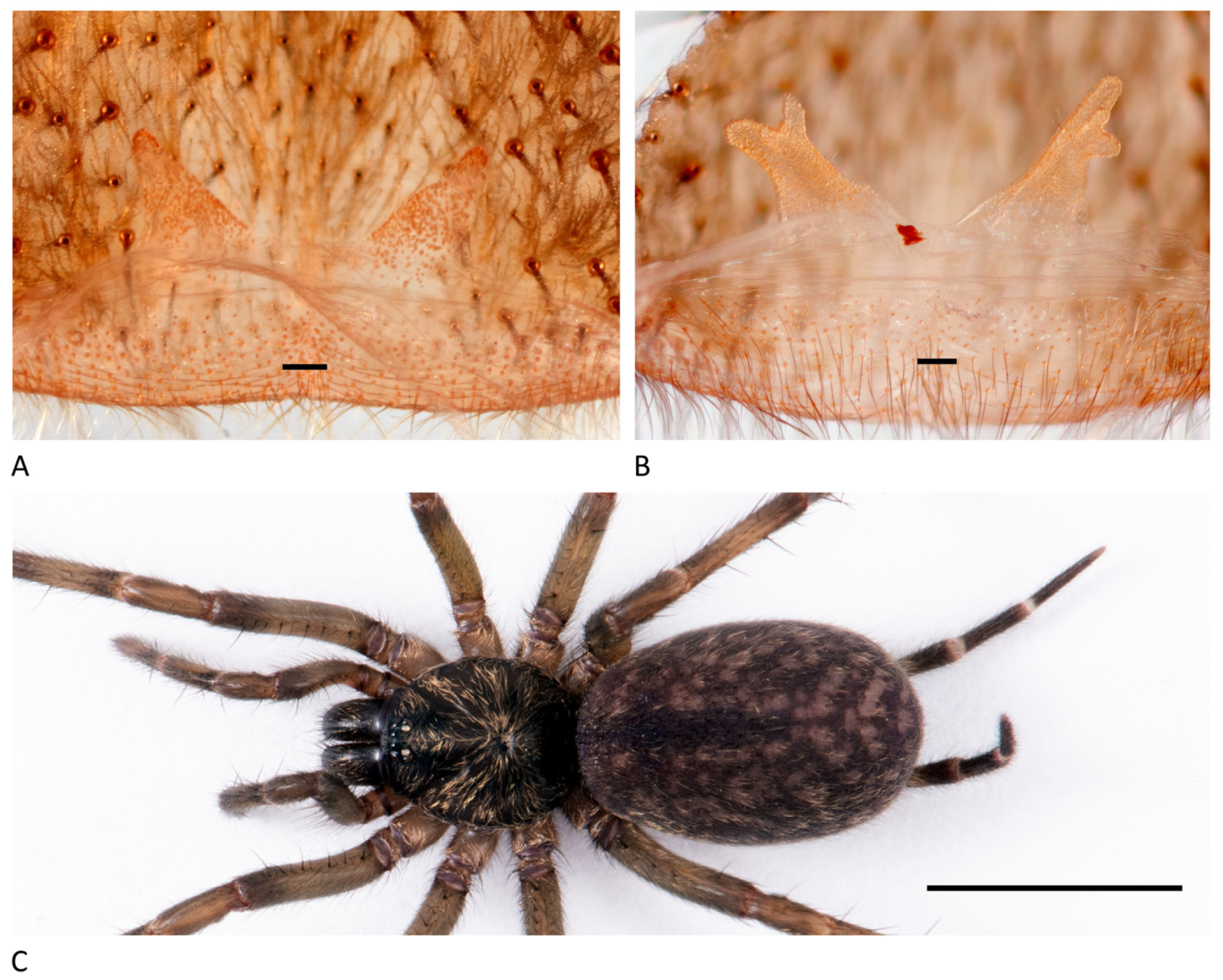 Arthropoda 01 00010 g175