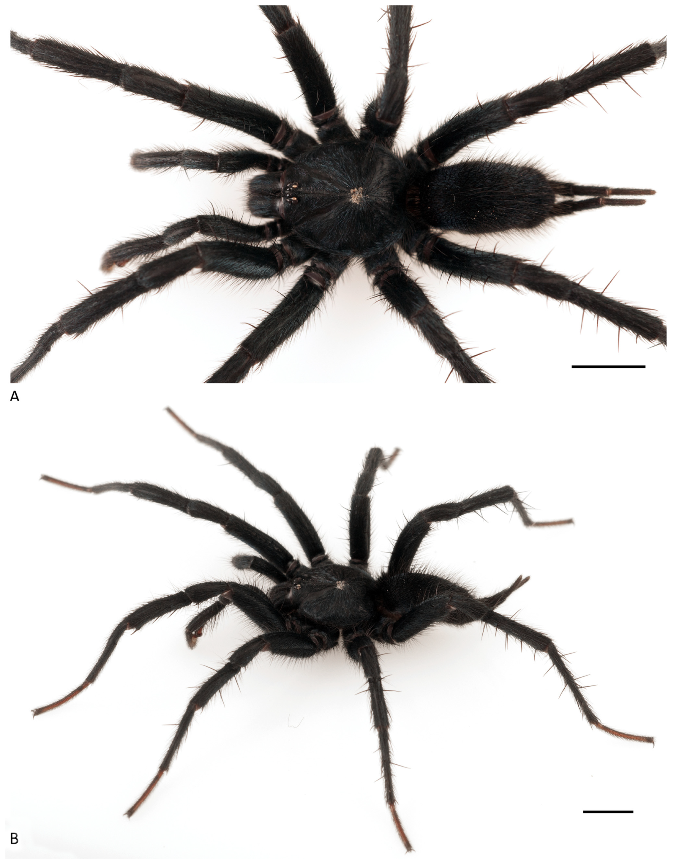 Arthropoda 01 00010 g176