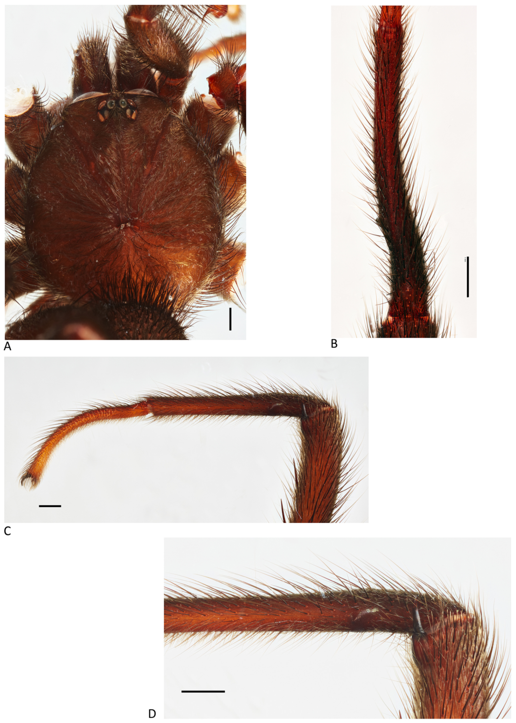 Arthropoda 01 00010 g177