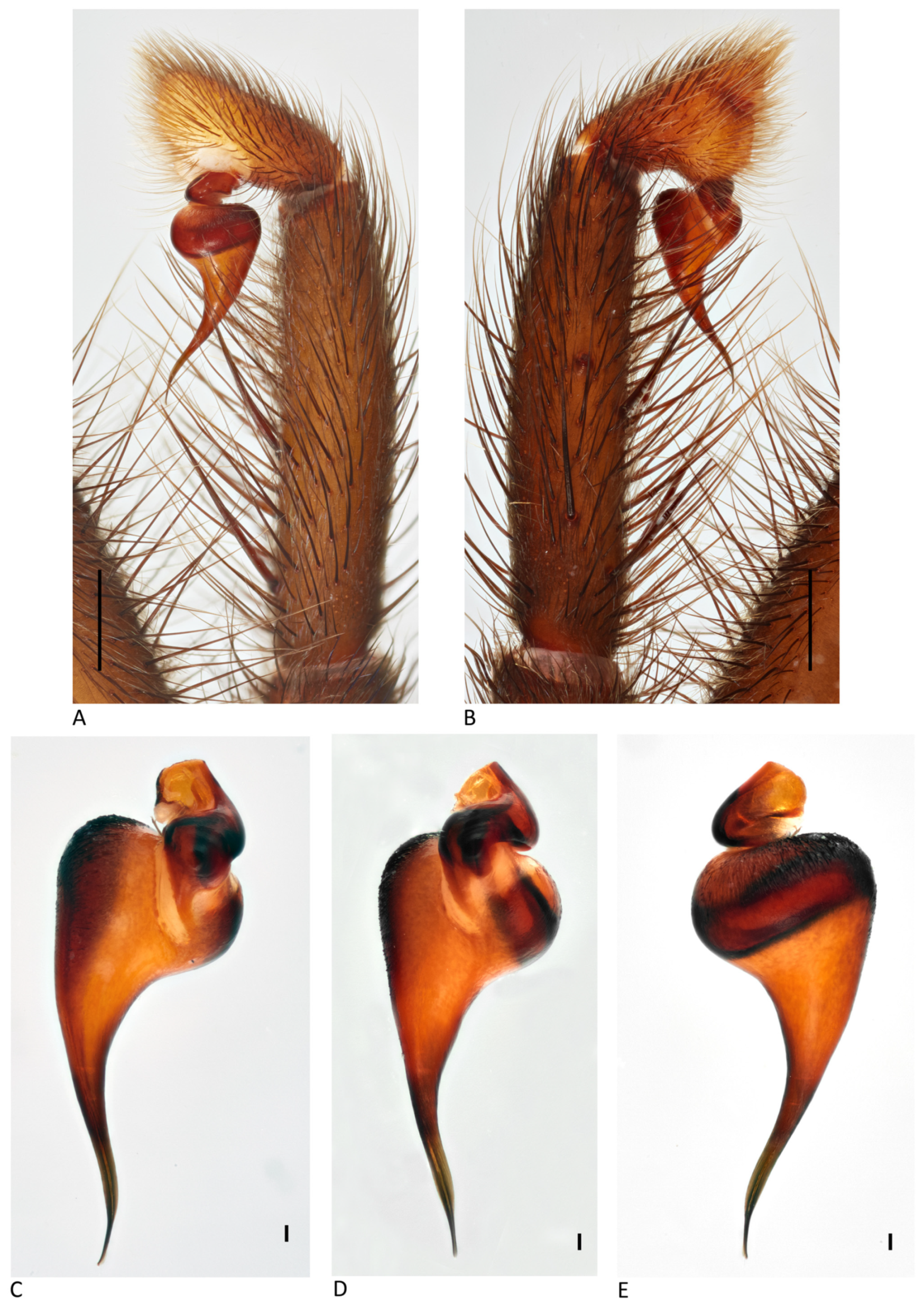 Arthropoda 01 00010 g178