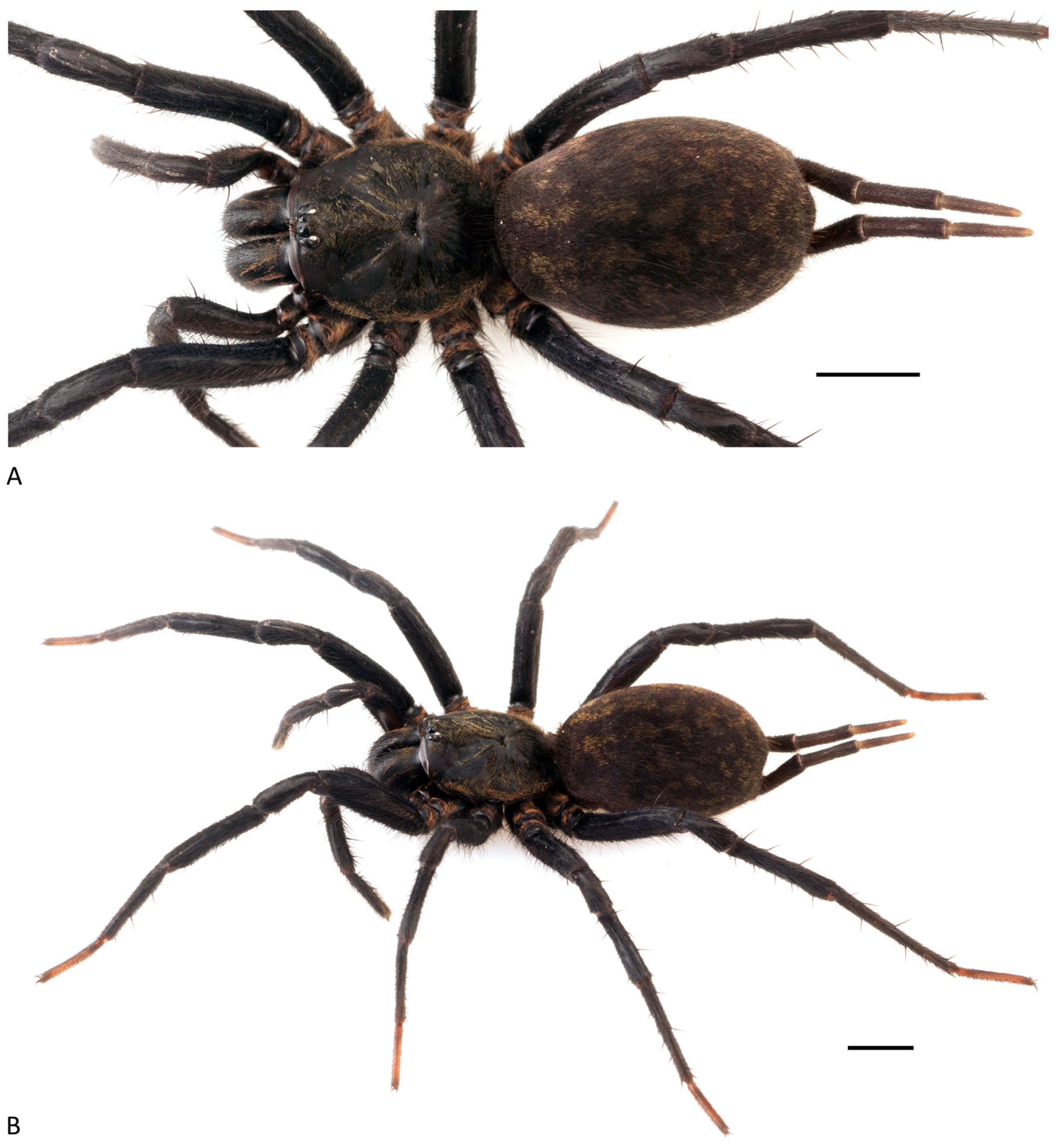 Arthropoda 01 00010 g179