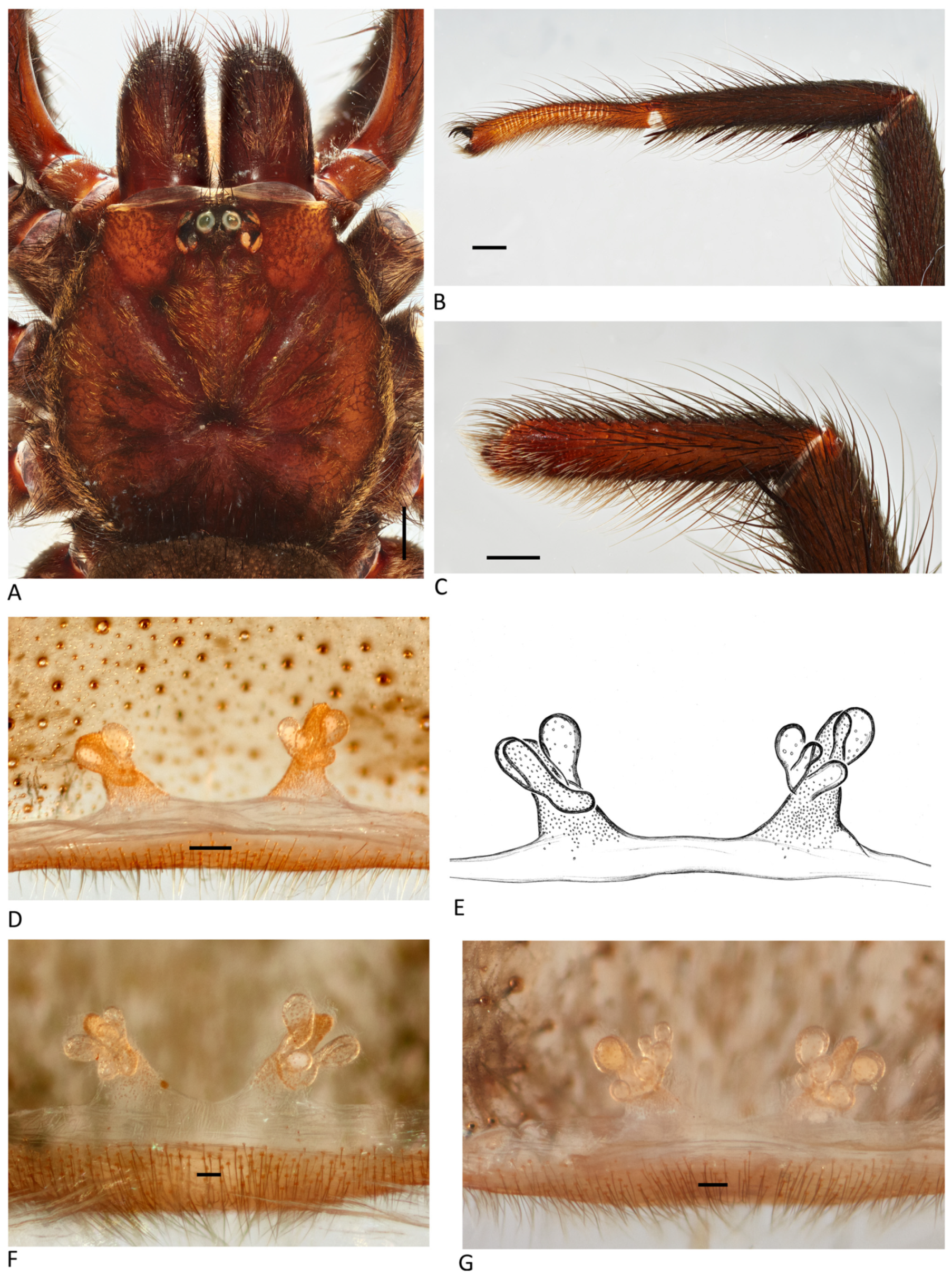 Arthropoda 01 00010 g180
