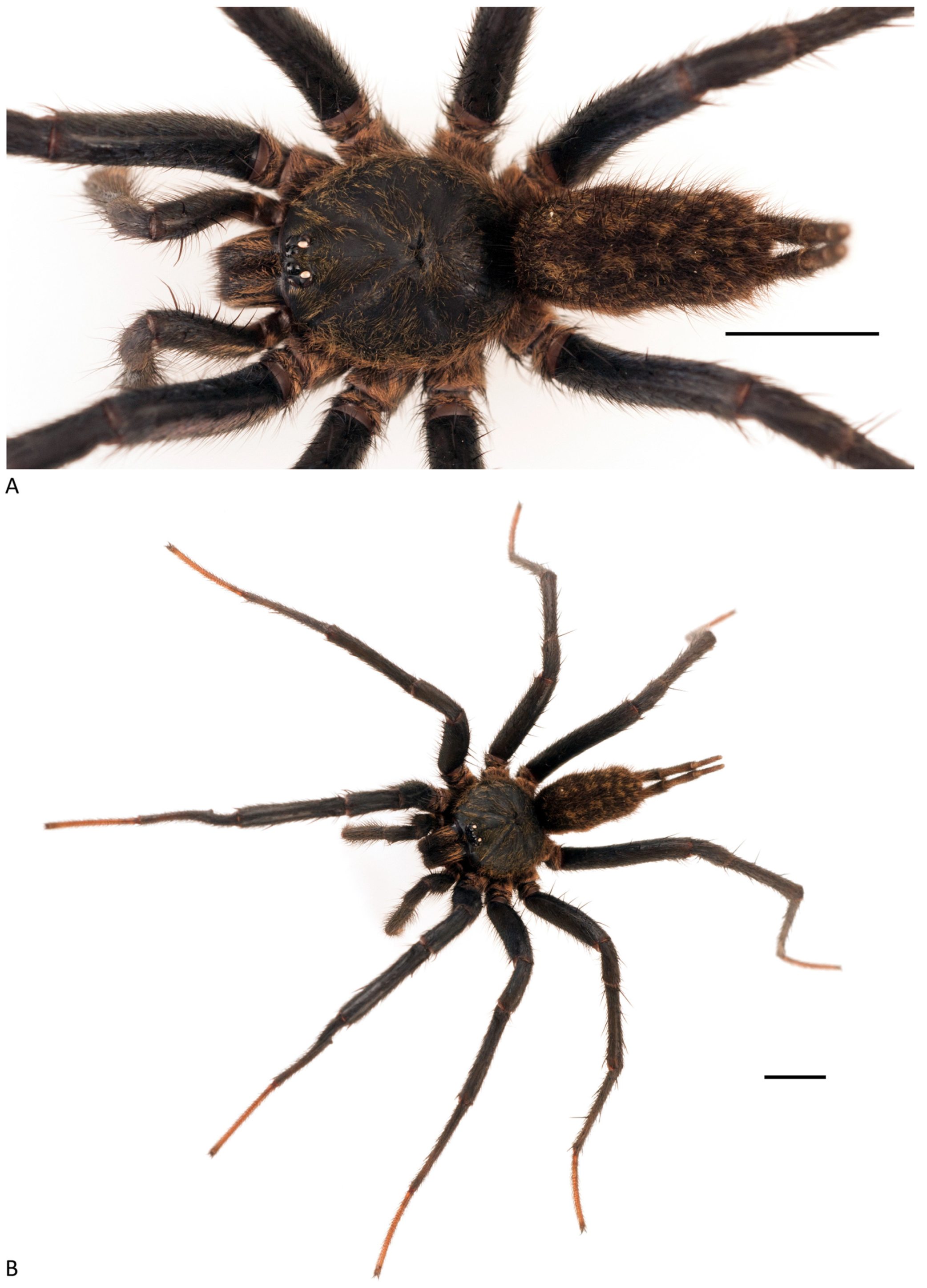 Arthropoda 01 00010 g181