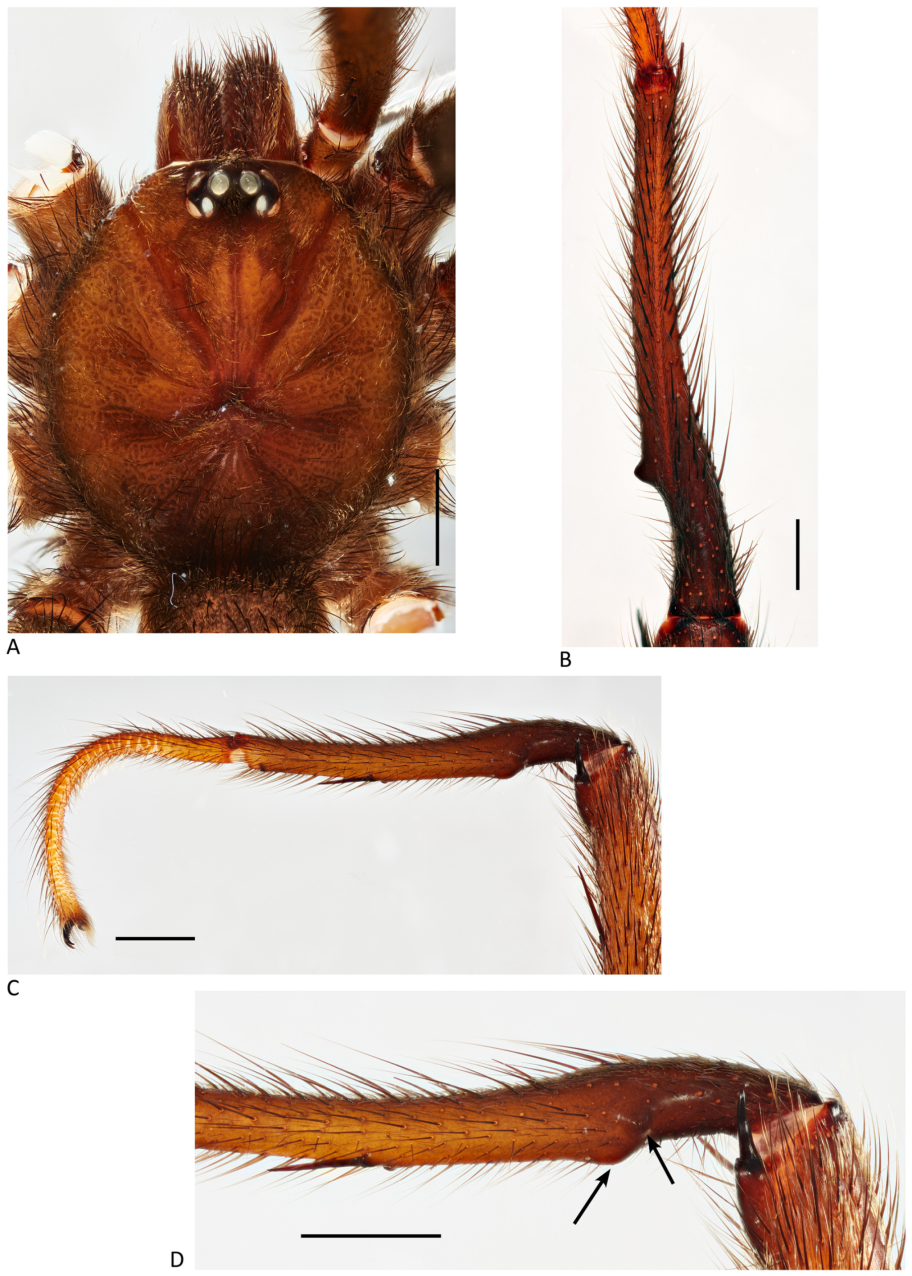 Arthropoda 01 00010 g182