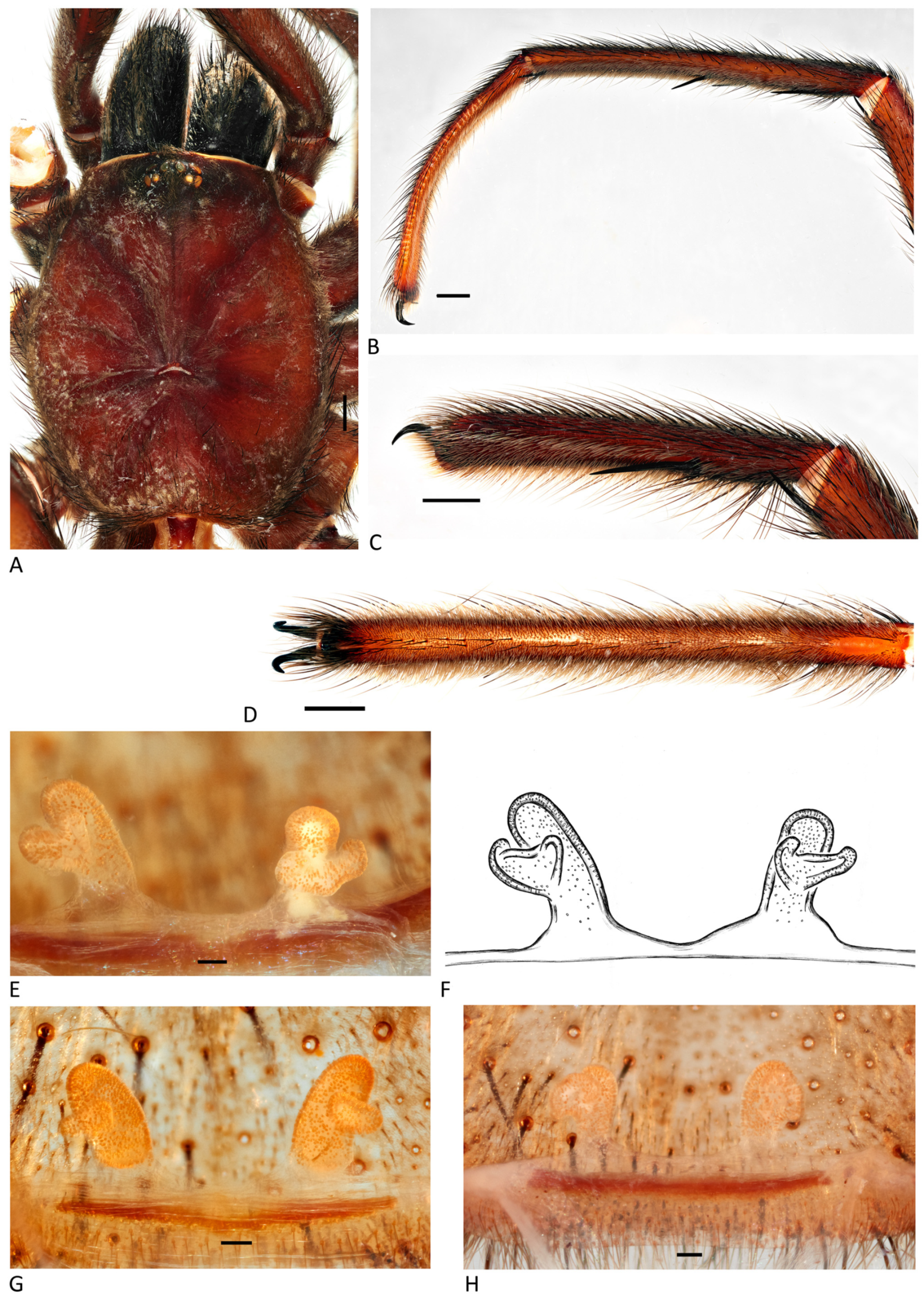 Arthropoda 01 00010 g184