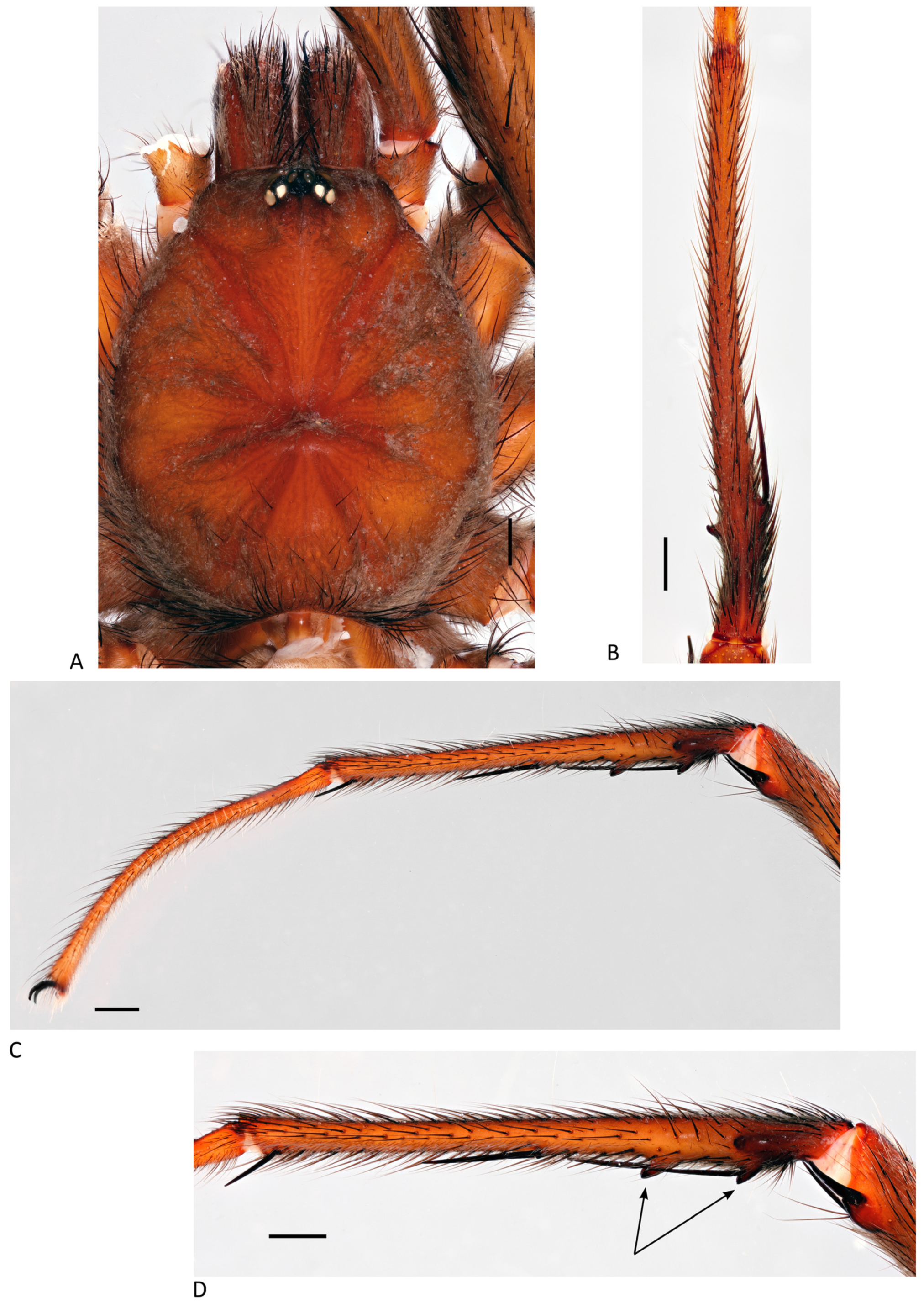 Arthropoda 01 00010 g185