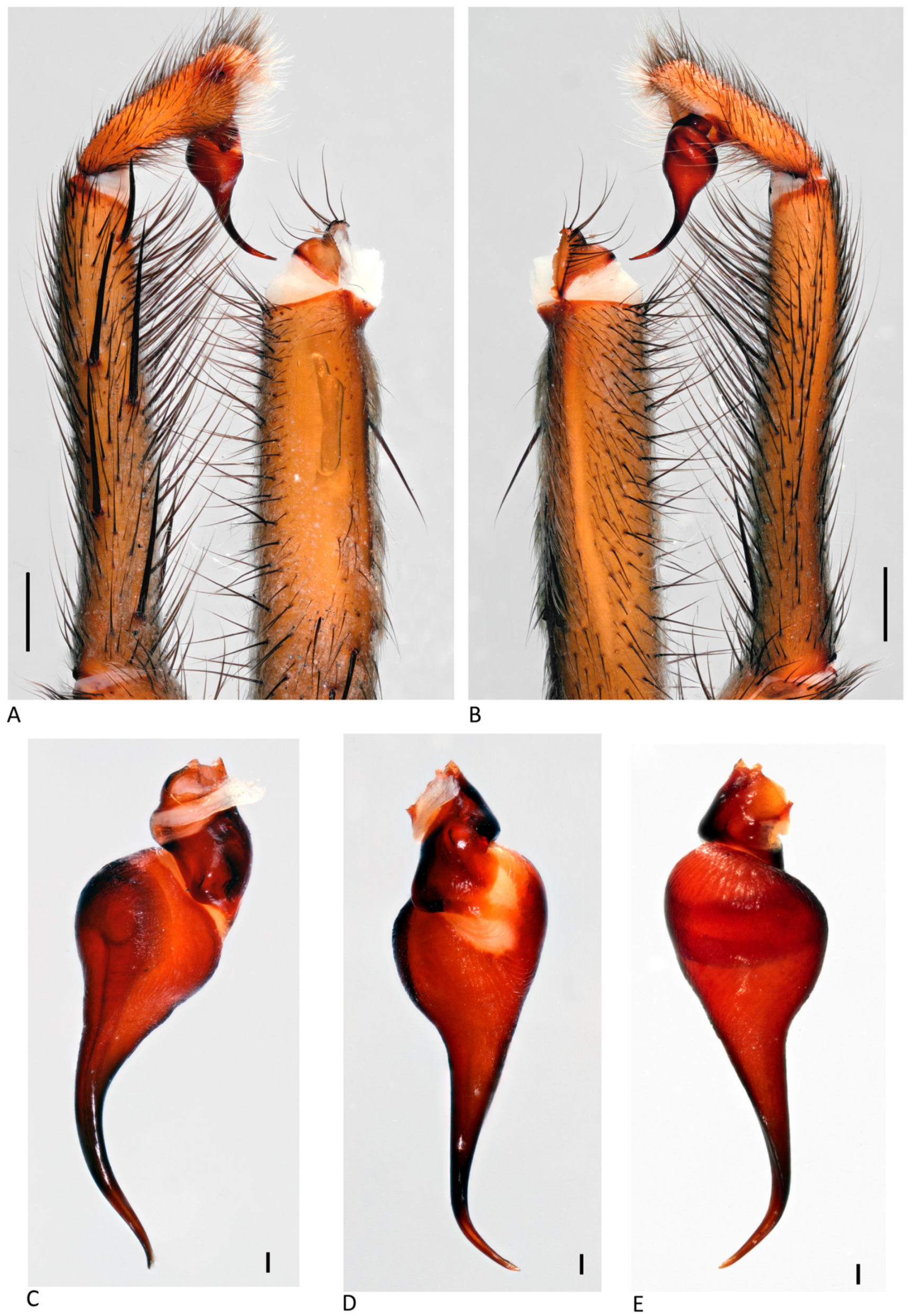 Arthropoda 01 00010 g186