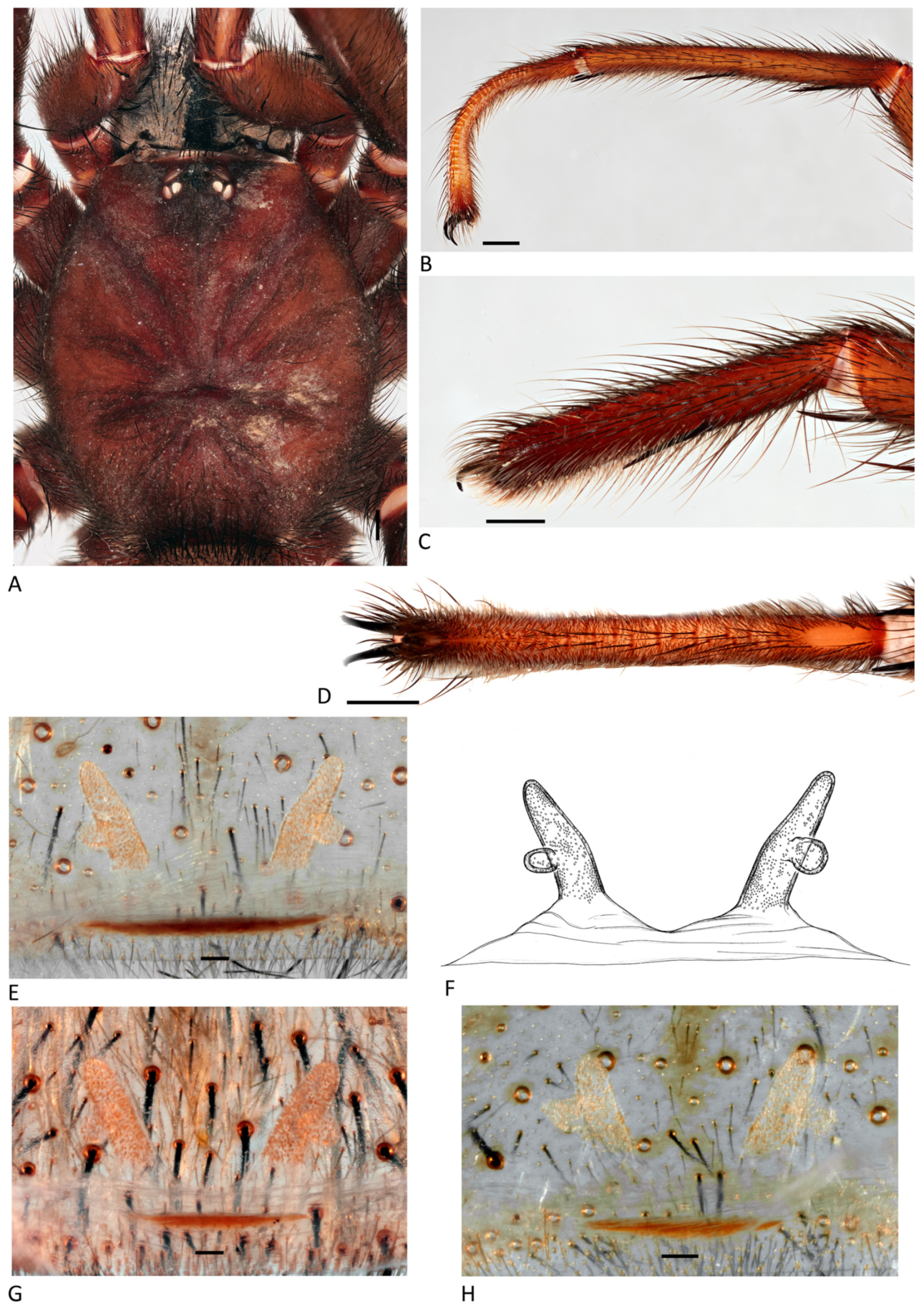 Arthropoda 01 00010 g187