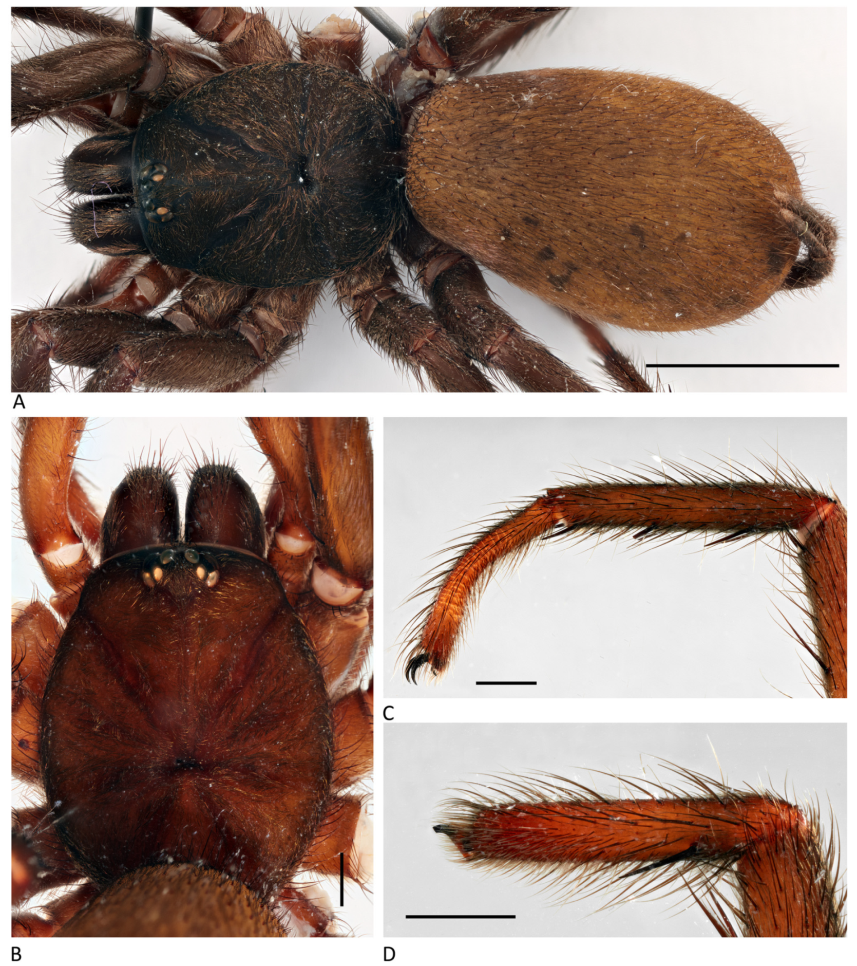 Arthropoda 01 00010 g189