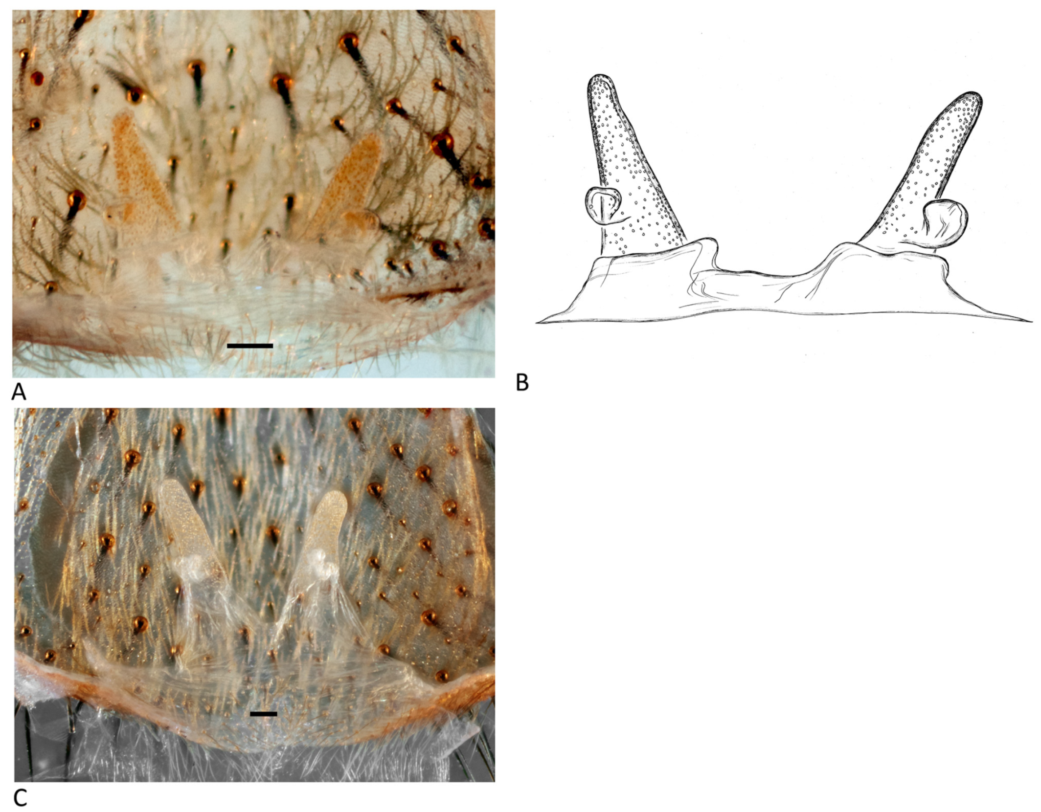 Arthropoda 01 00010 g190
