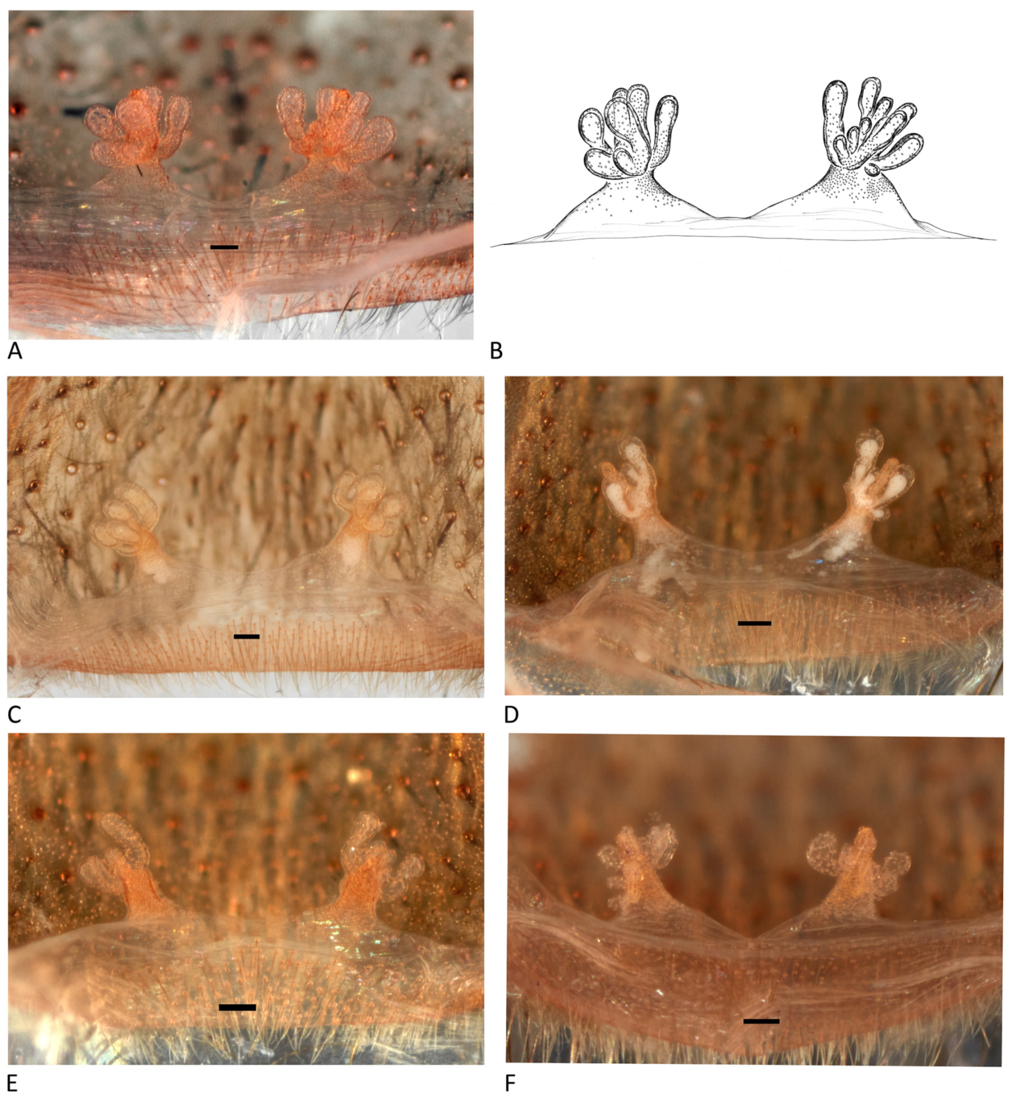 Arthropoda 01 00010 g192