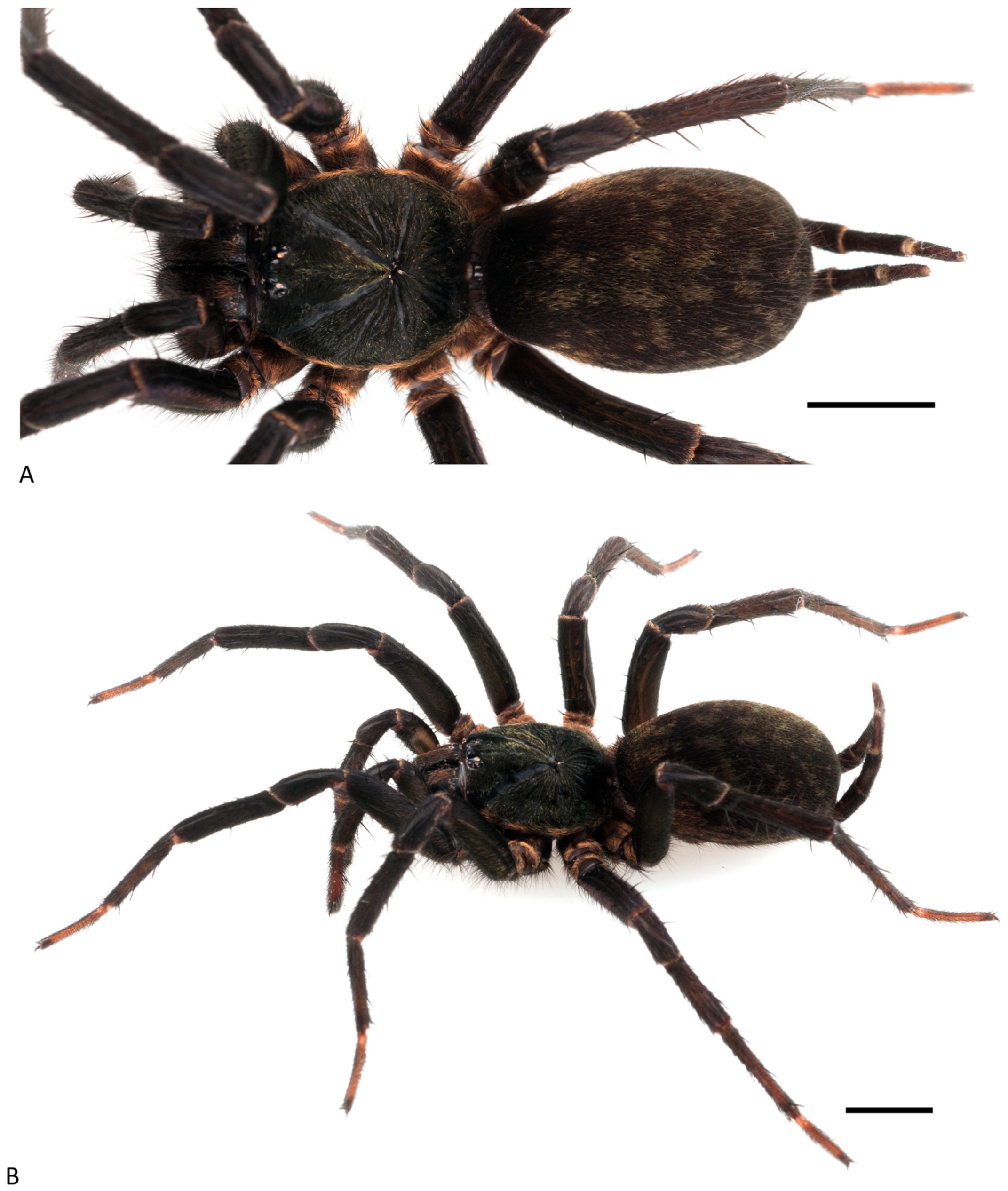 Arthropoda 01 00010 g193