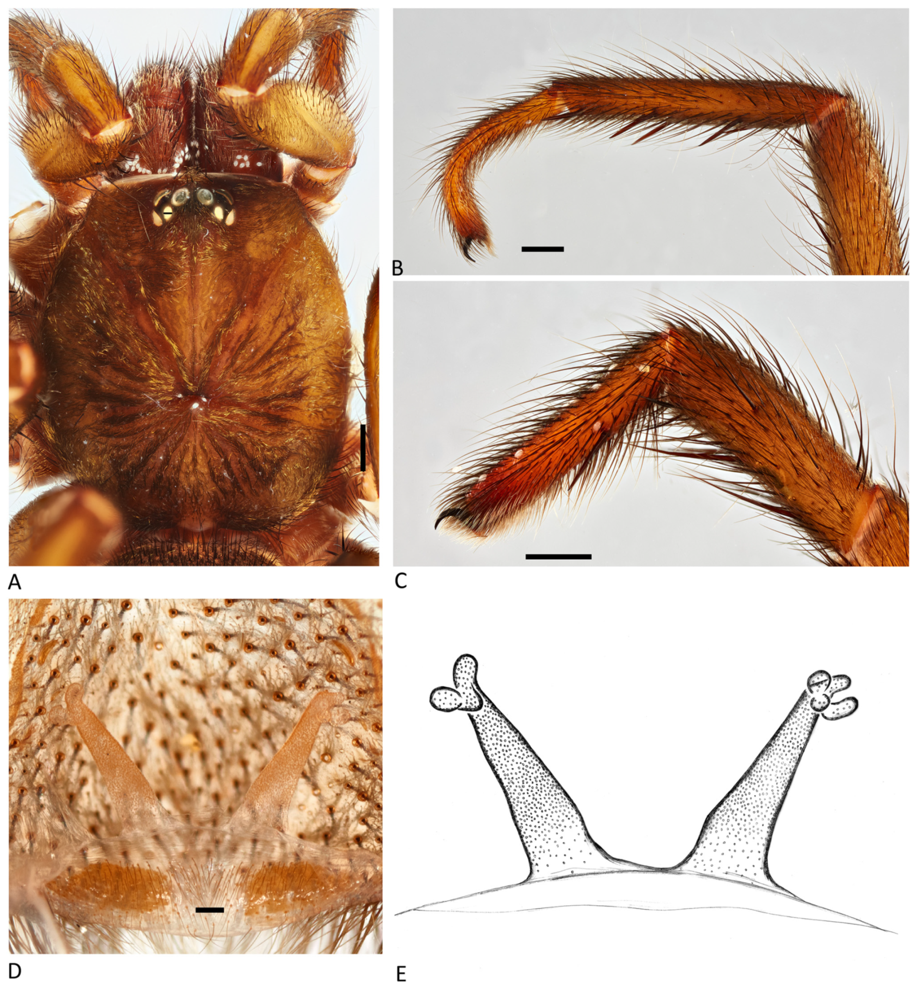 Arthropoda 01 00010 g194
