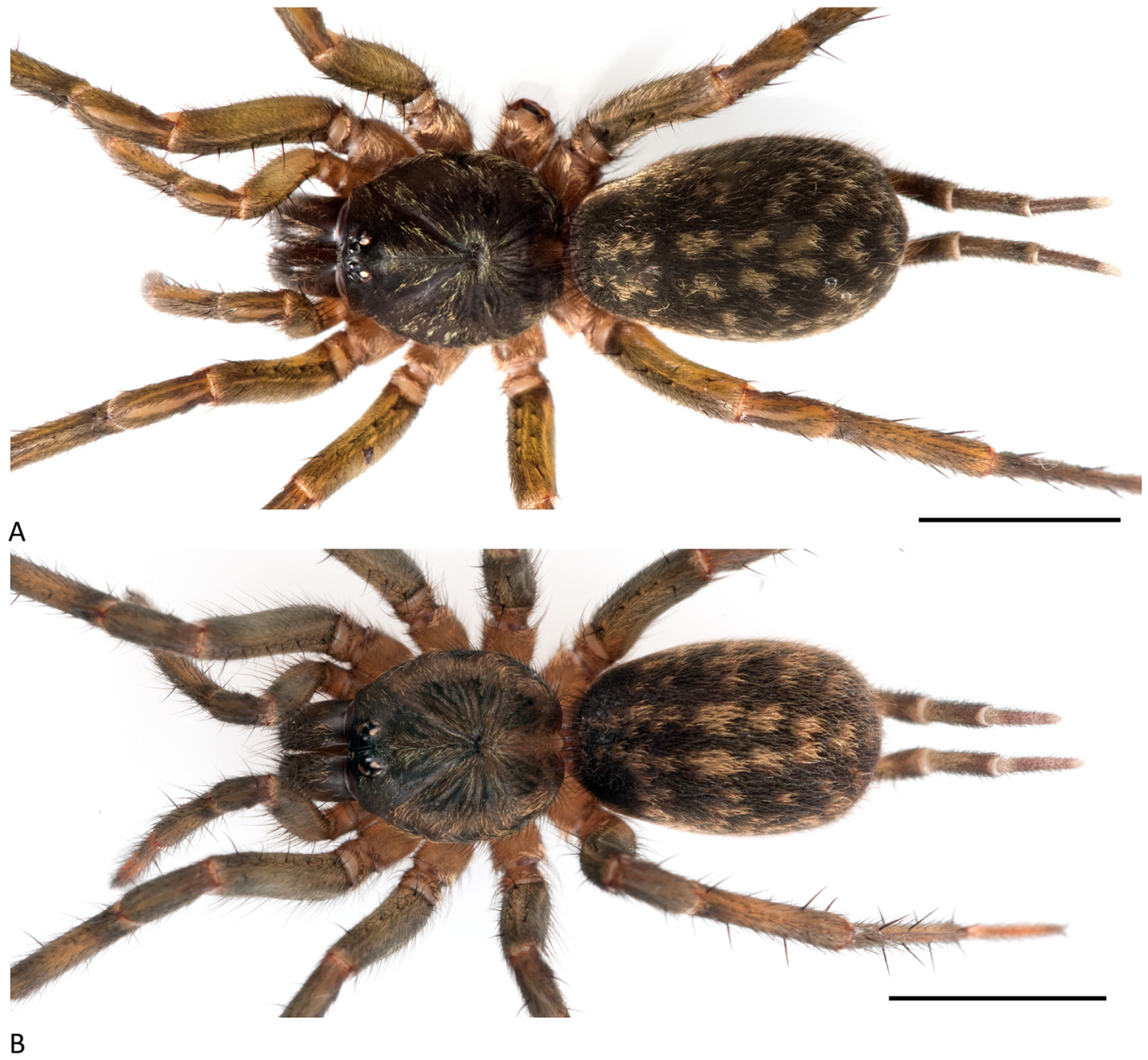 Arthropoda 01 00010 g195