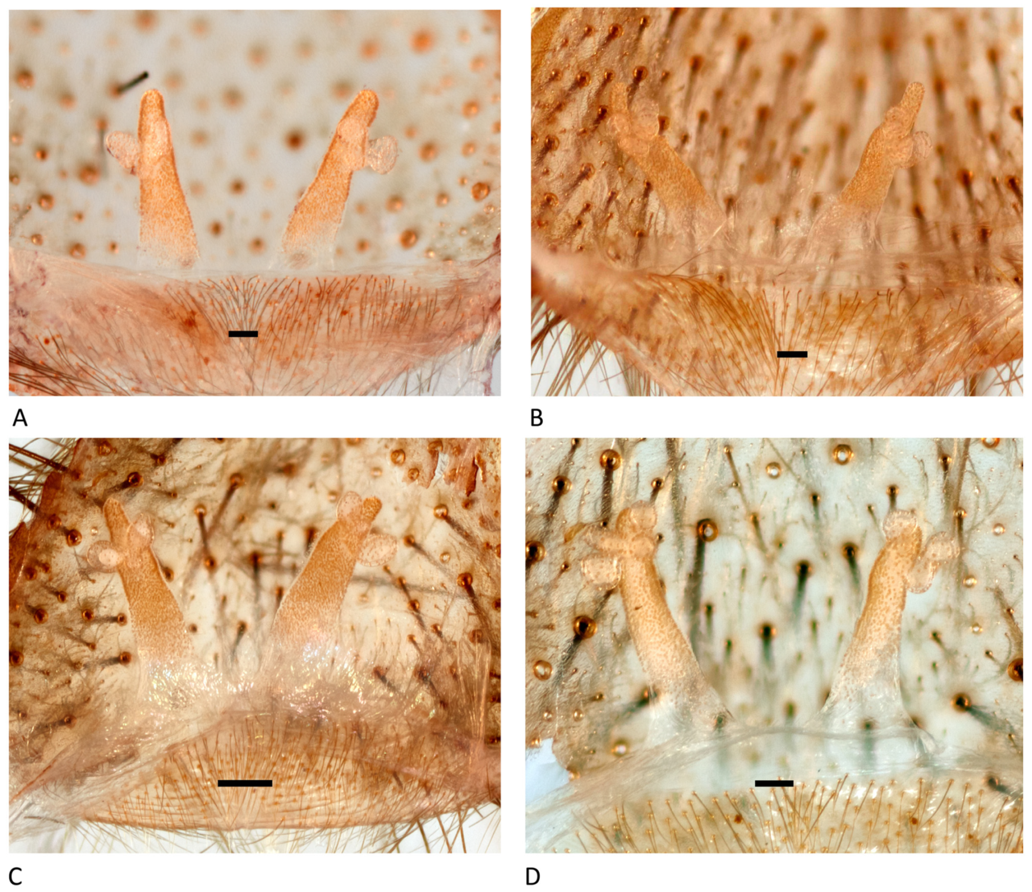 Arthropoda 01 00010 g198