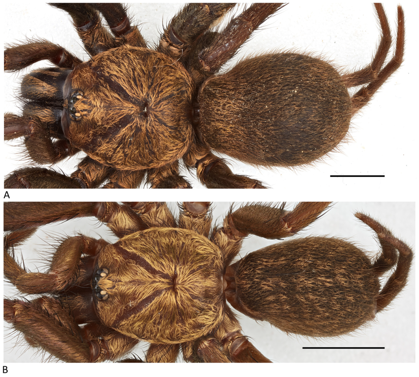 Arthropoda 01 00010 g199