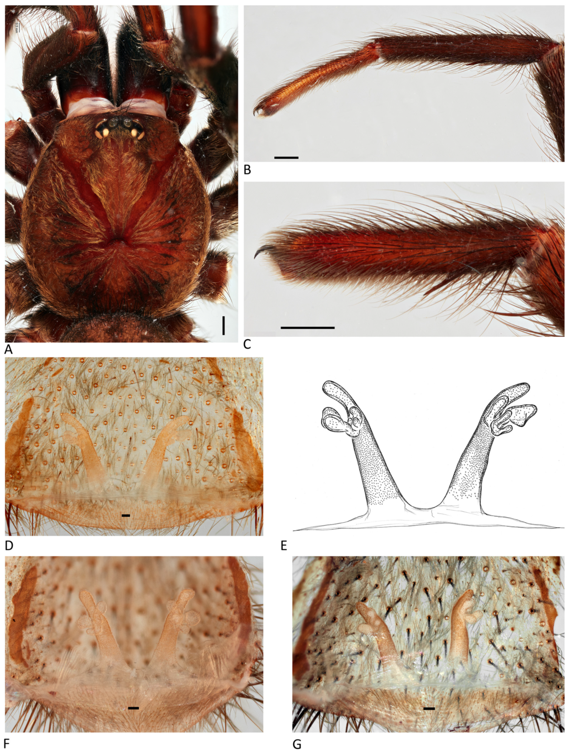 Arthropoda 01 00010 g200