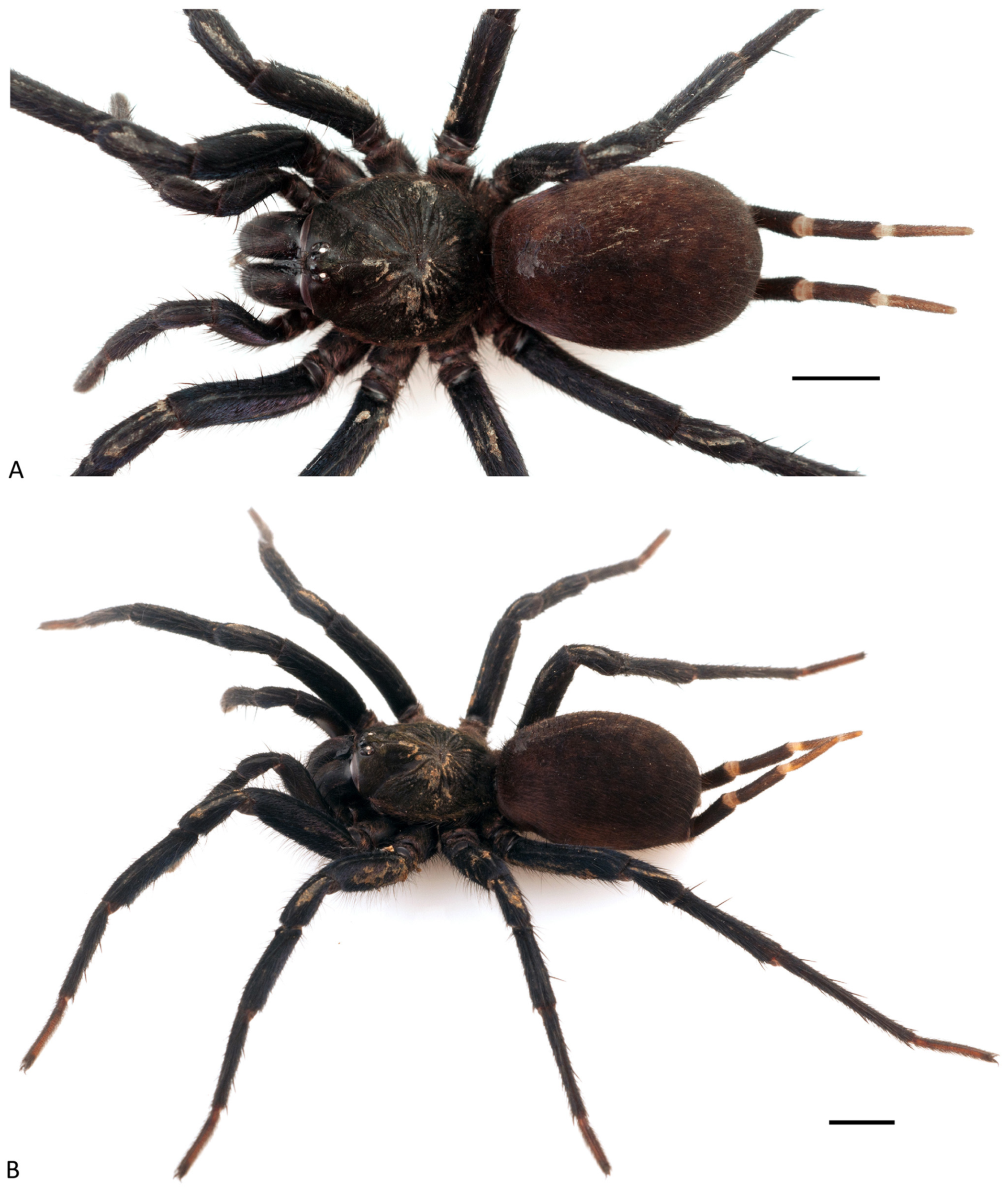 Arthropoda 01 00010 g202