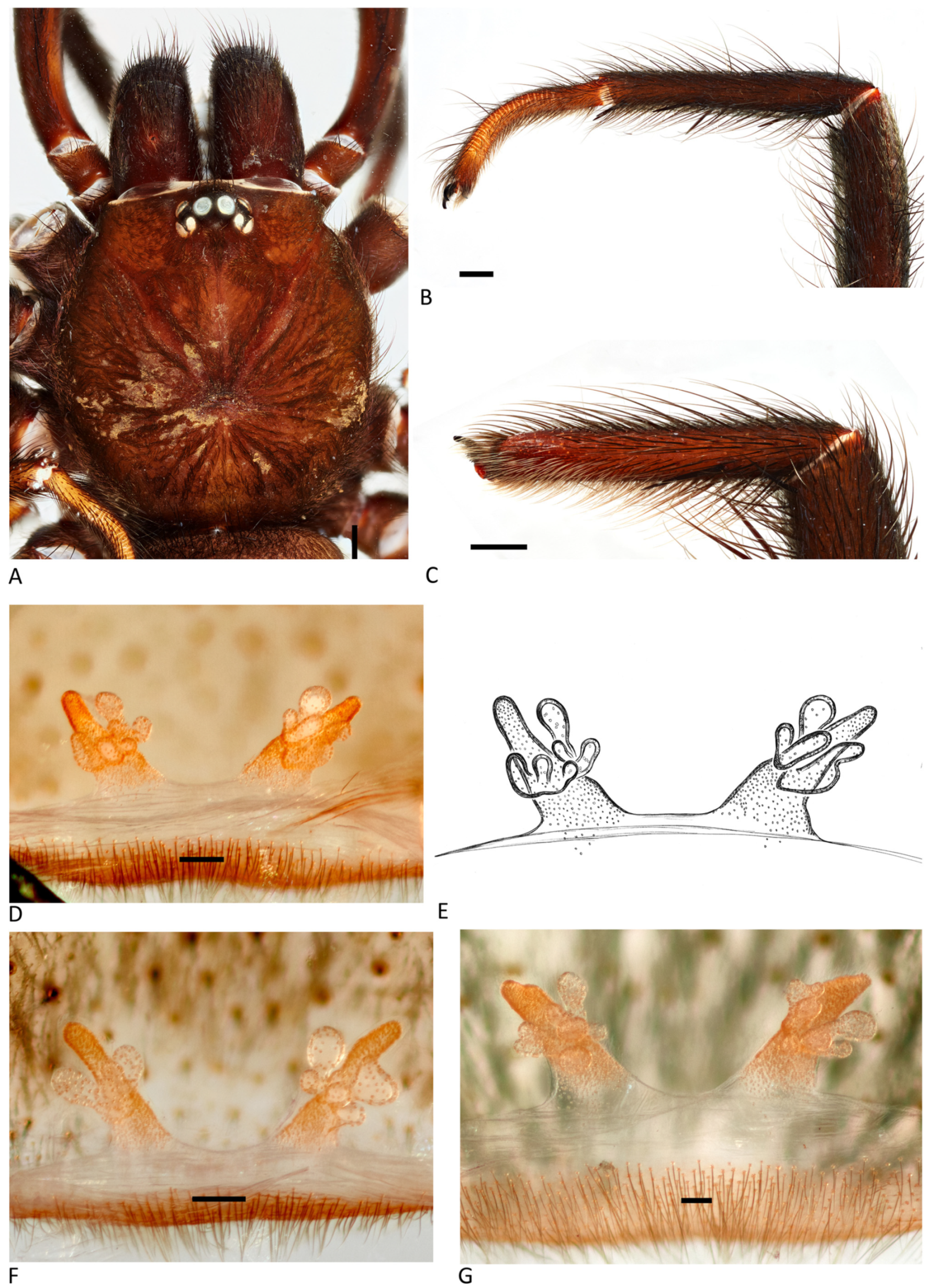 Arthropoda 01 00010 g203