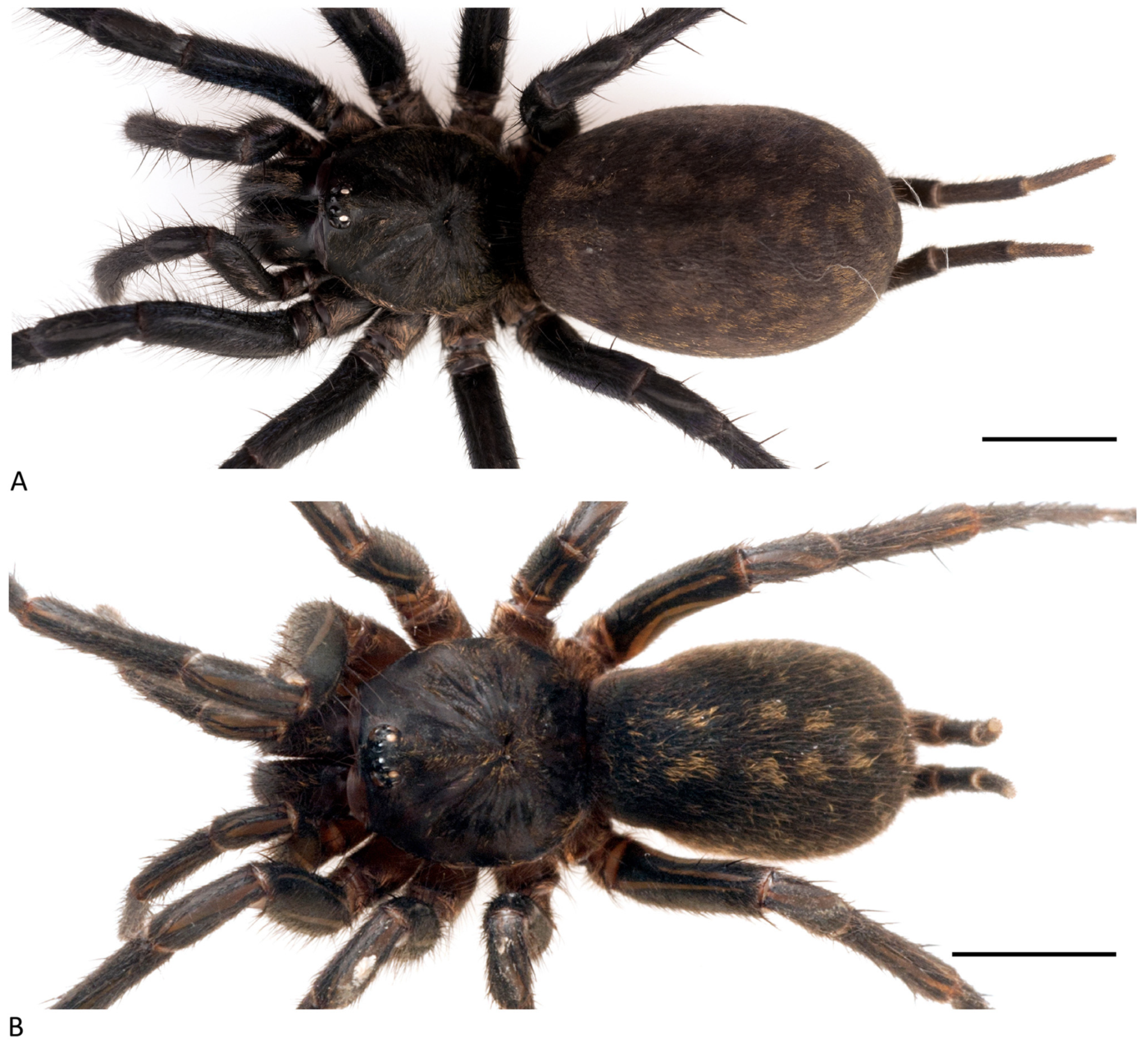 Arthropoda 01 00010 g204