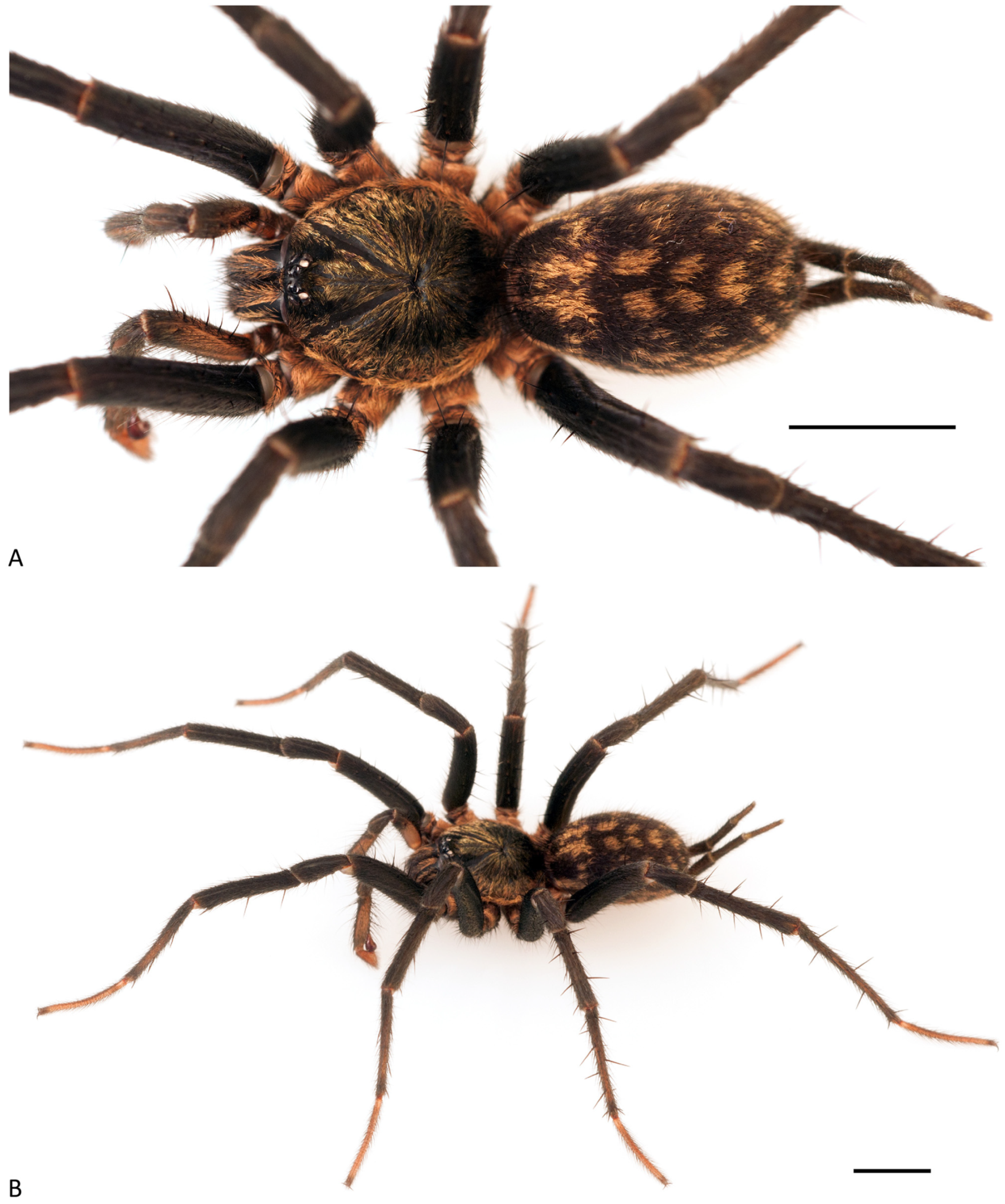 Arthropoda 01 00010 g205