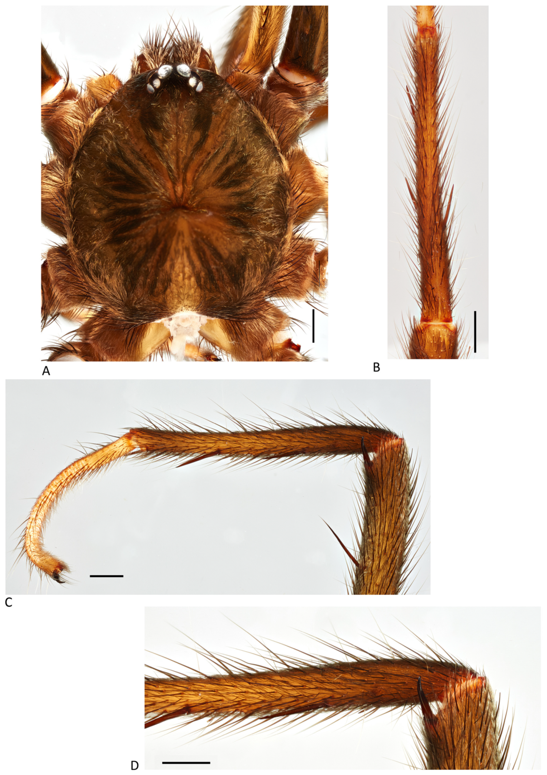 Arthropoda 01 00010 g206