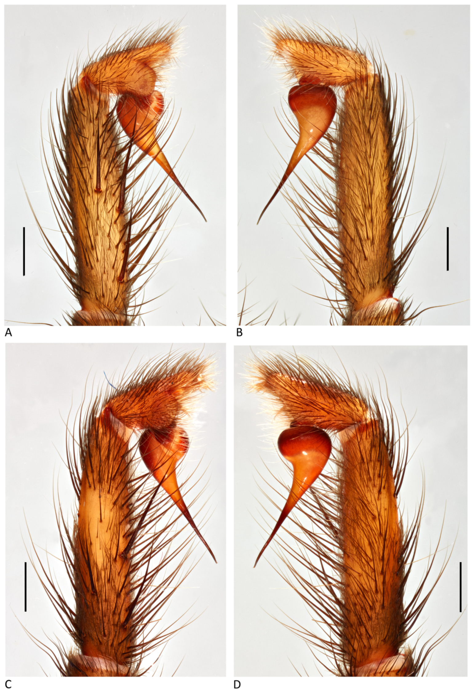 Arthropoda 01 00010 g207