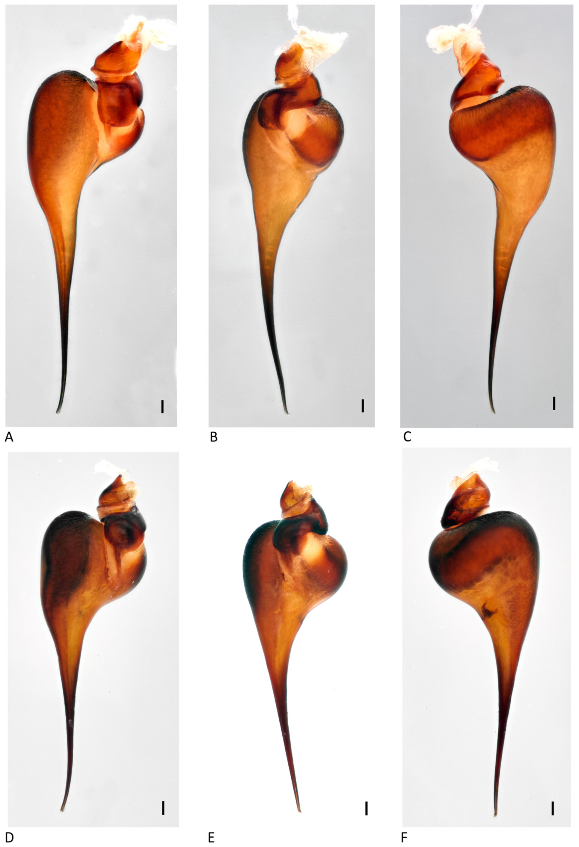 Arthropoda 01 00010 g208