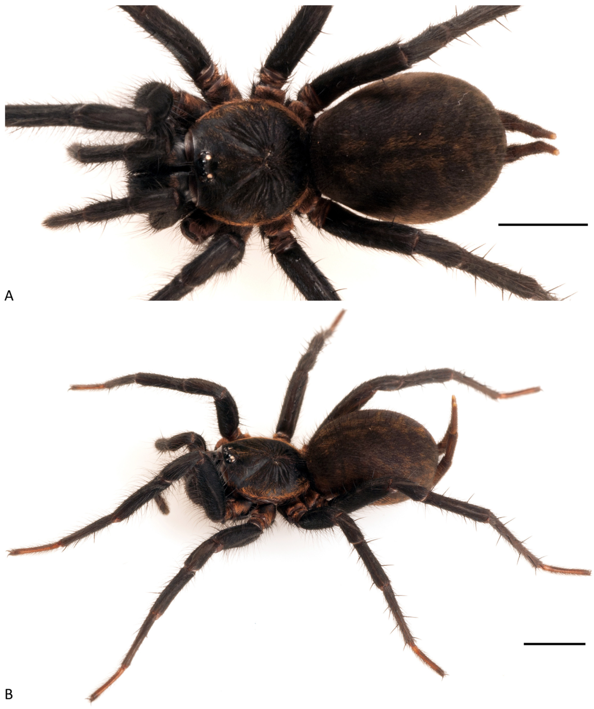 Arthropoda 01 00010 g209