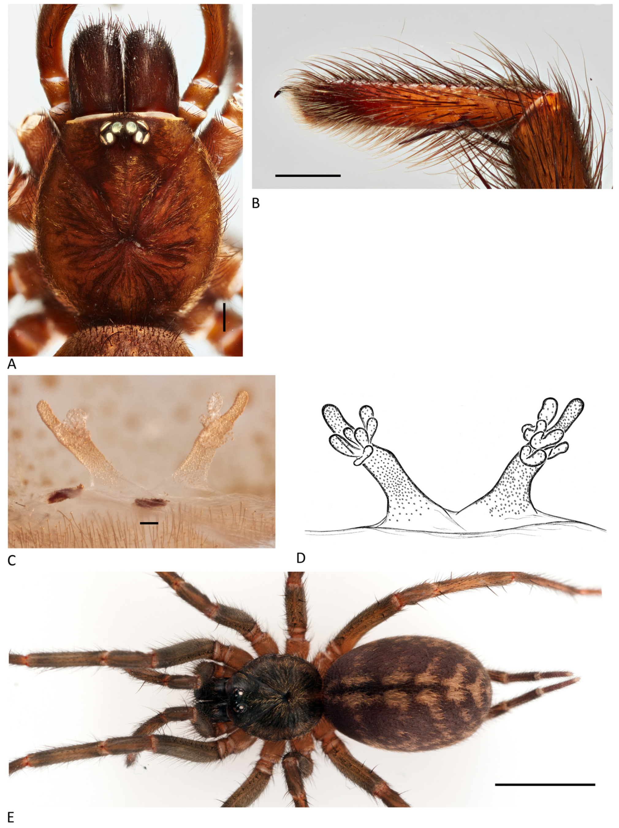 Arthropoda 01 00010 g210