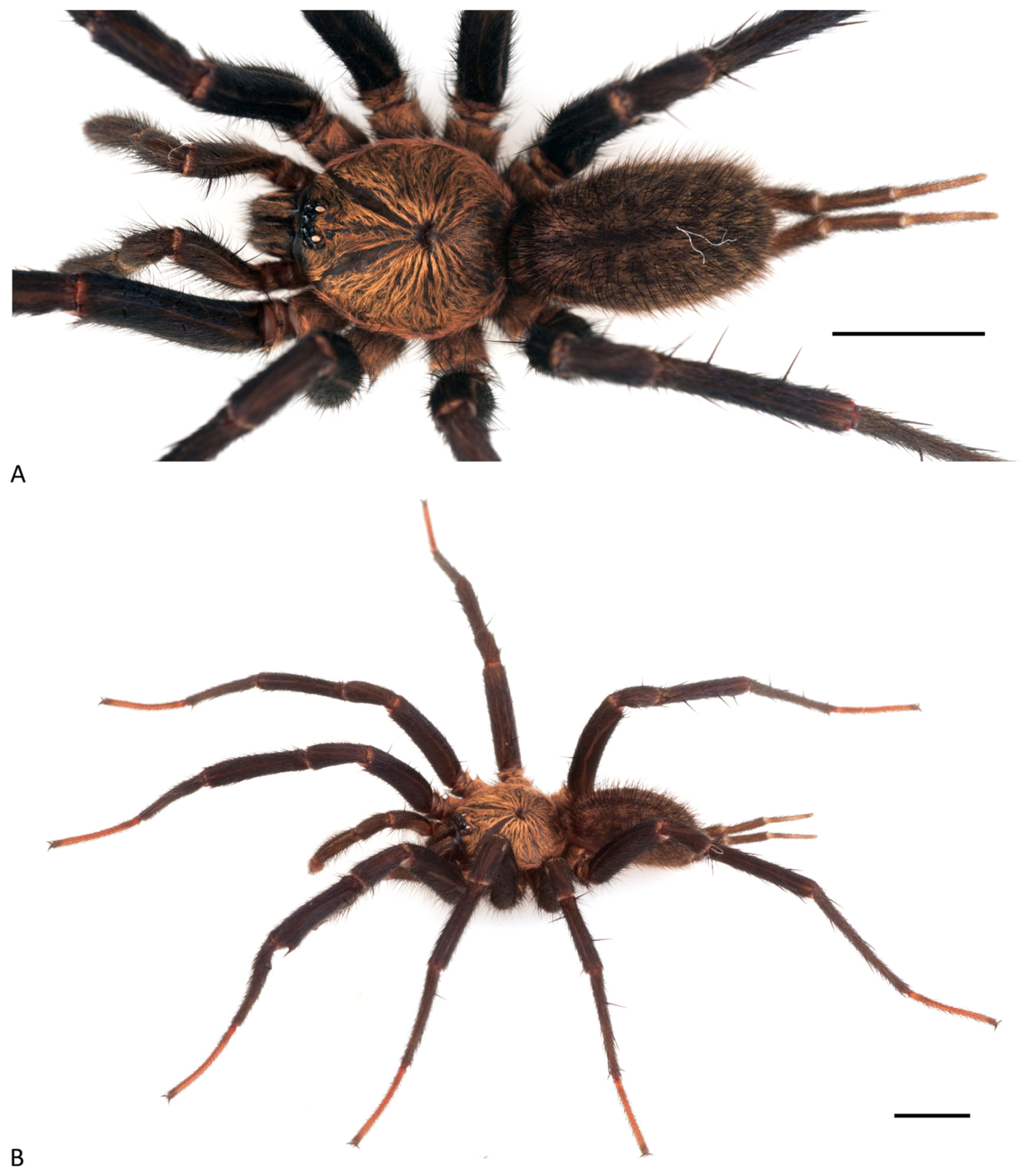 Arthropoda 01 00010 g211