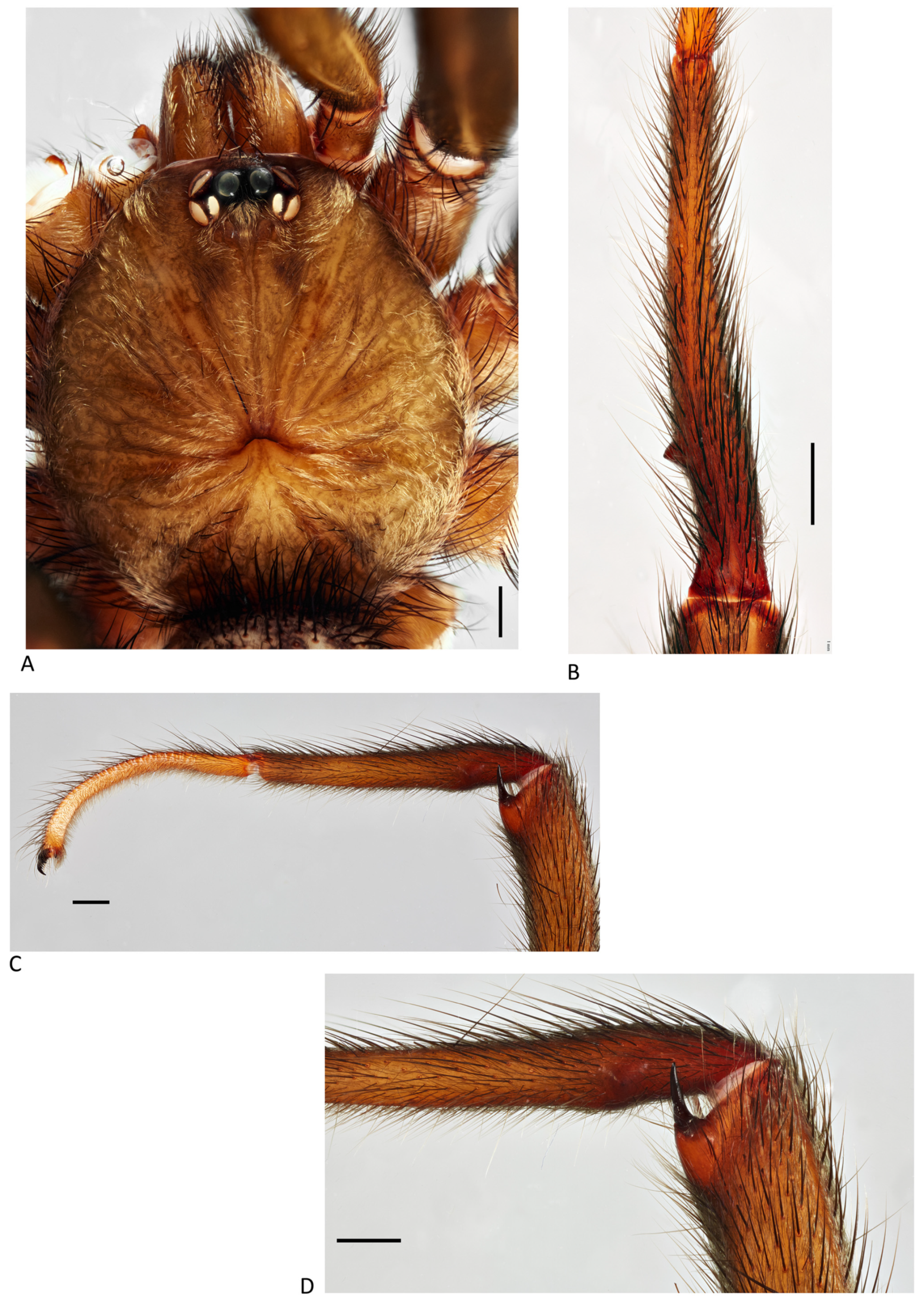 Arthropoda 01 00010 g212