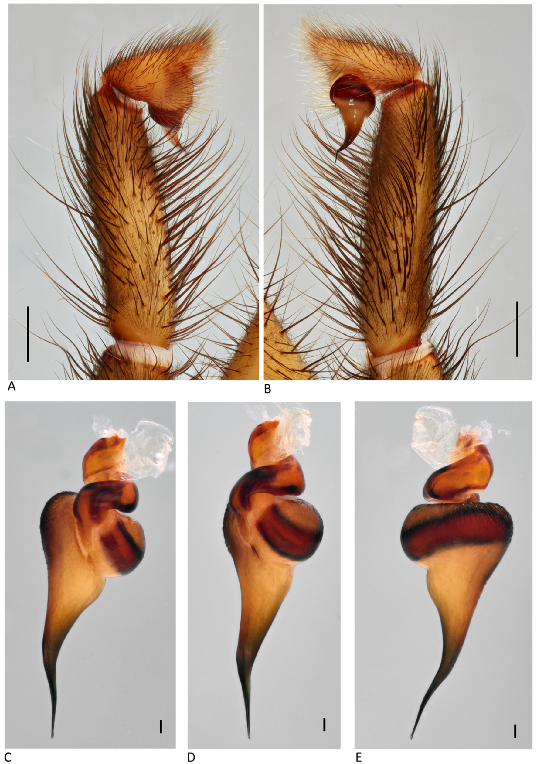 Arthropoda 01 00010 g213