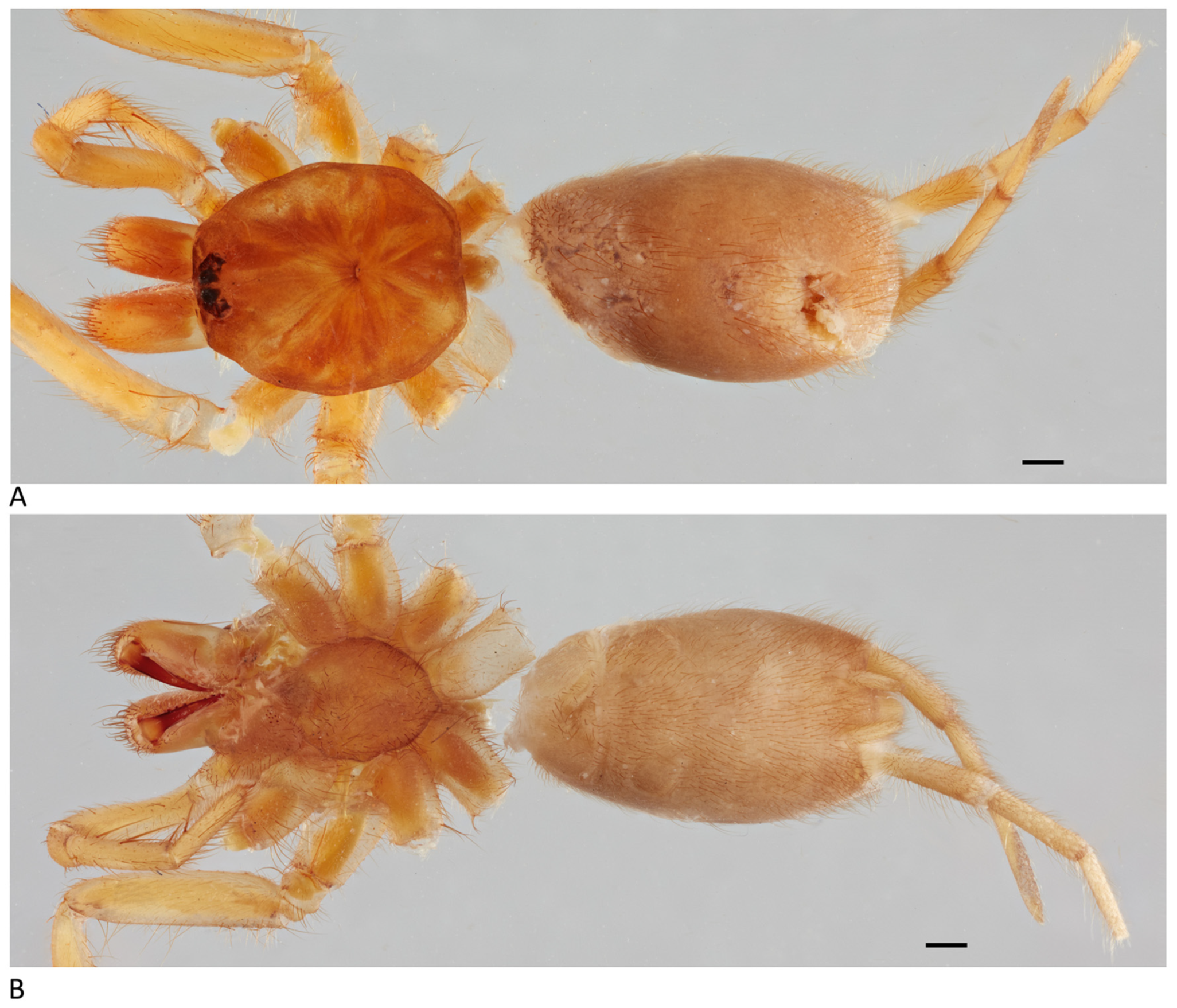 Arthropoda 01 00010 g214