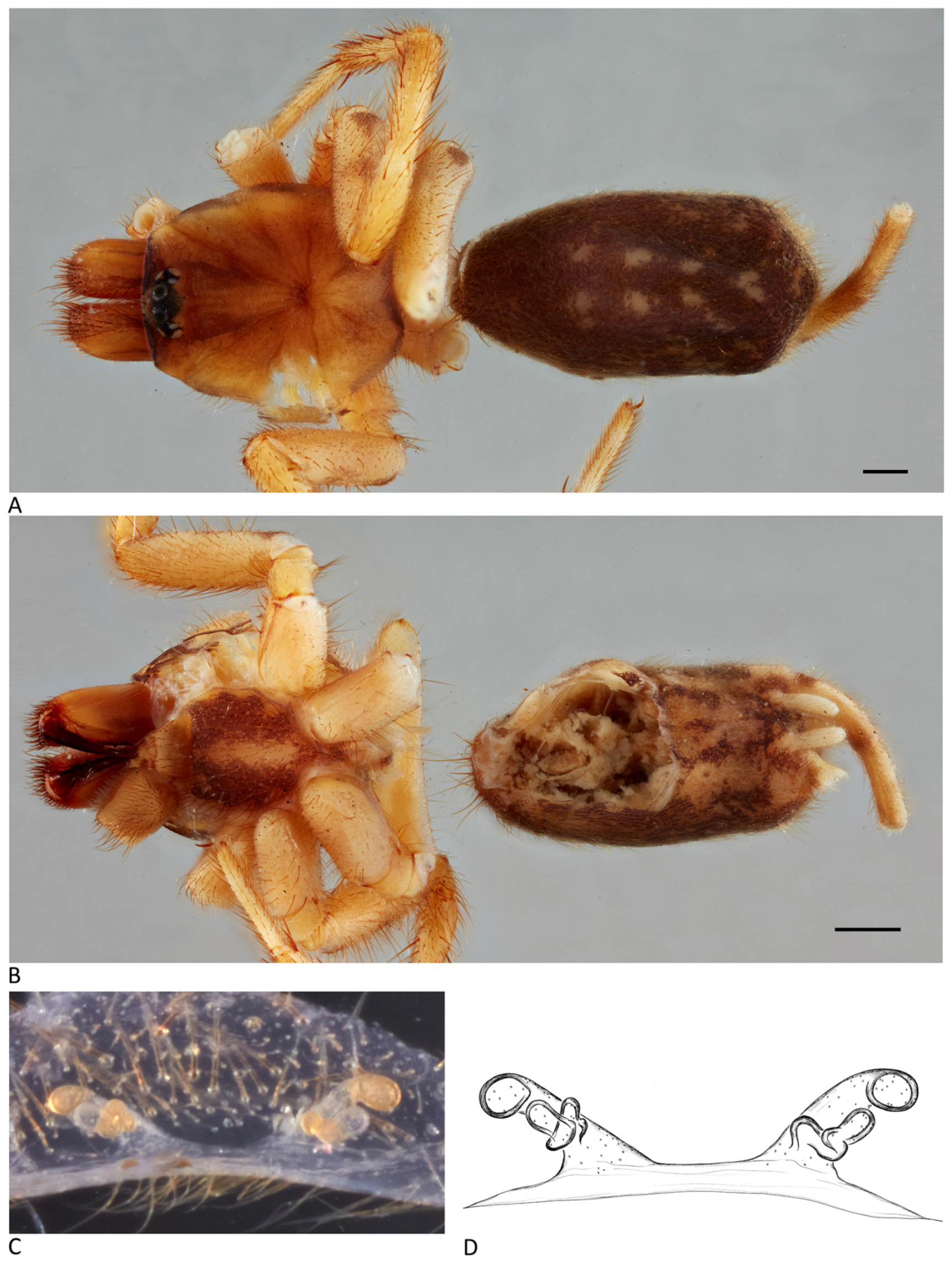 Arthropoda 01 00010 g215