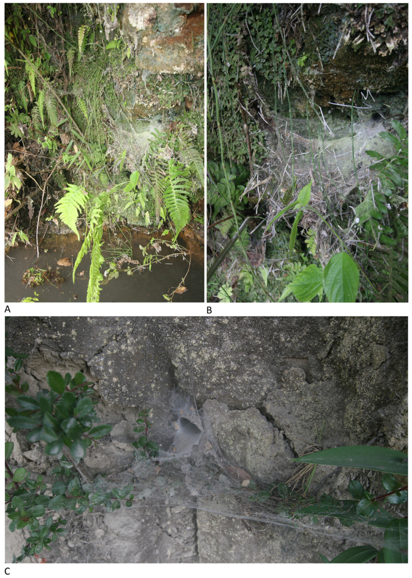 Arthropoda 01 00010 g218