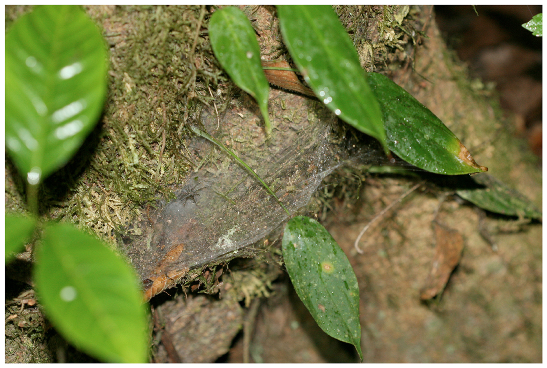 Arthropoda 01 00010 g219