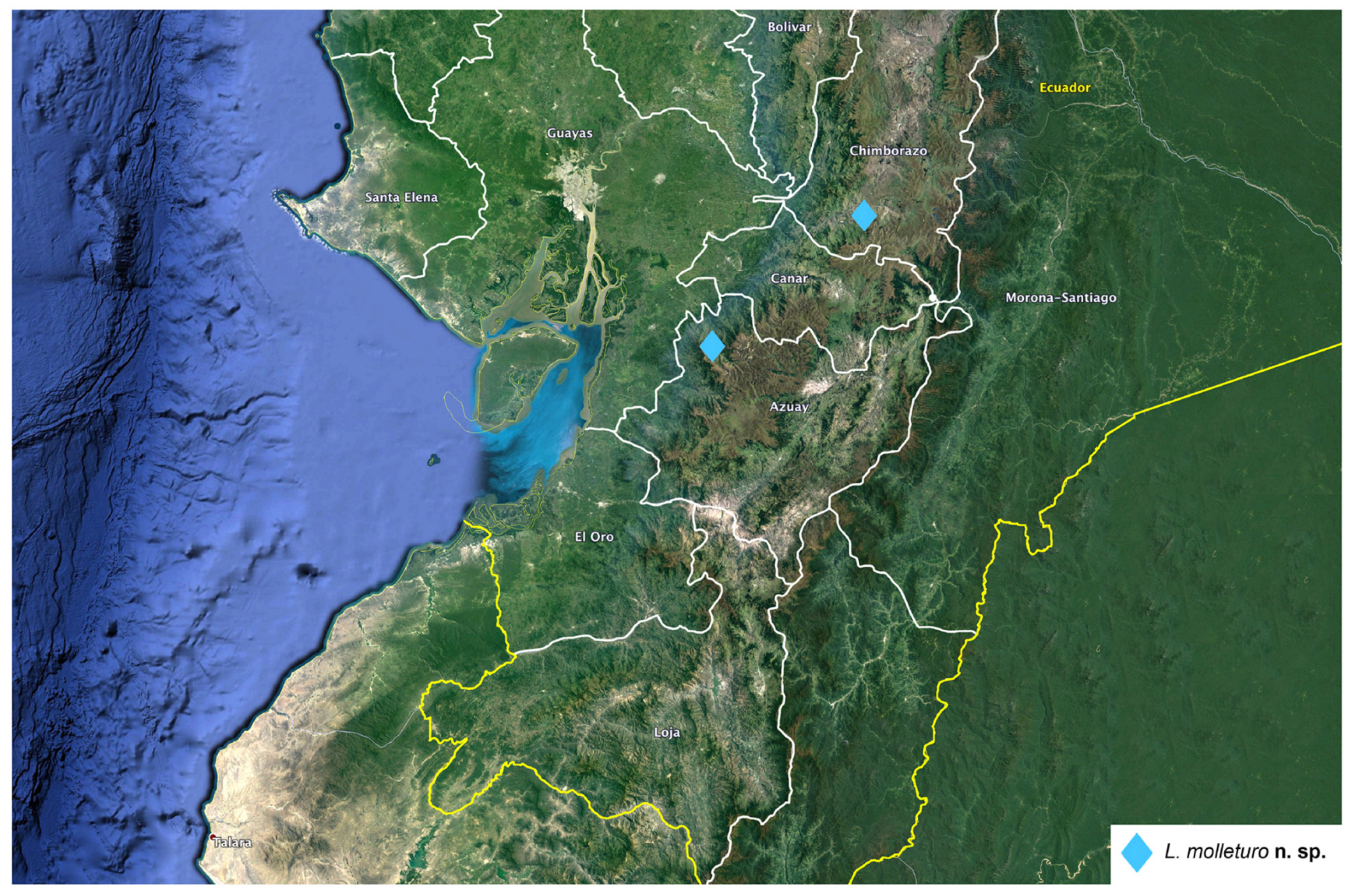 Arthropoda 01 00010 sch004