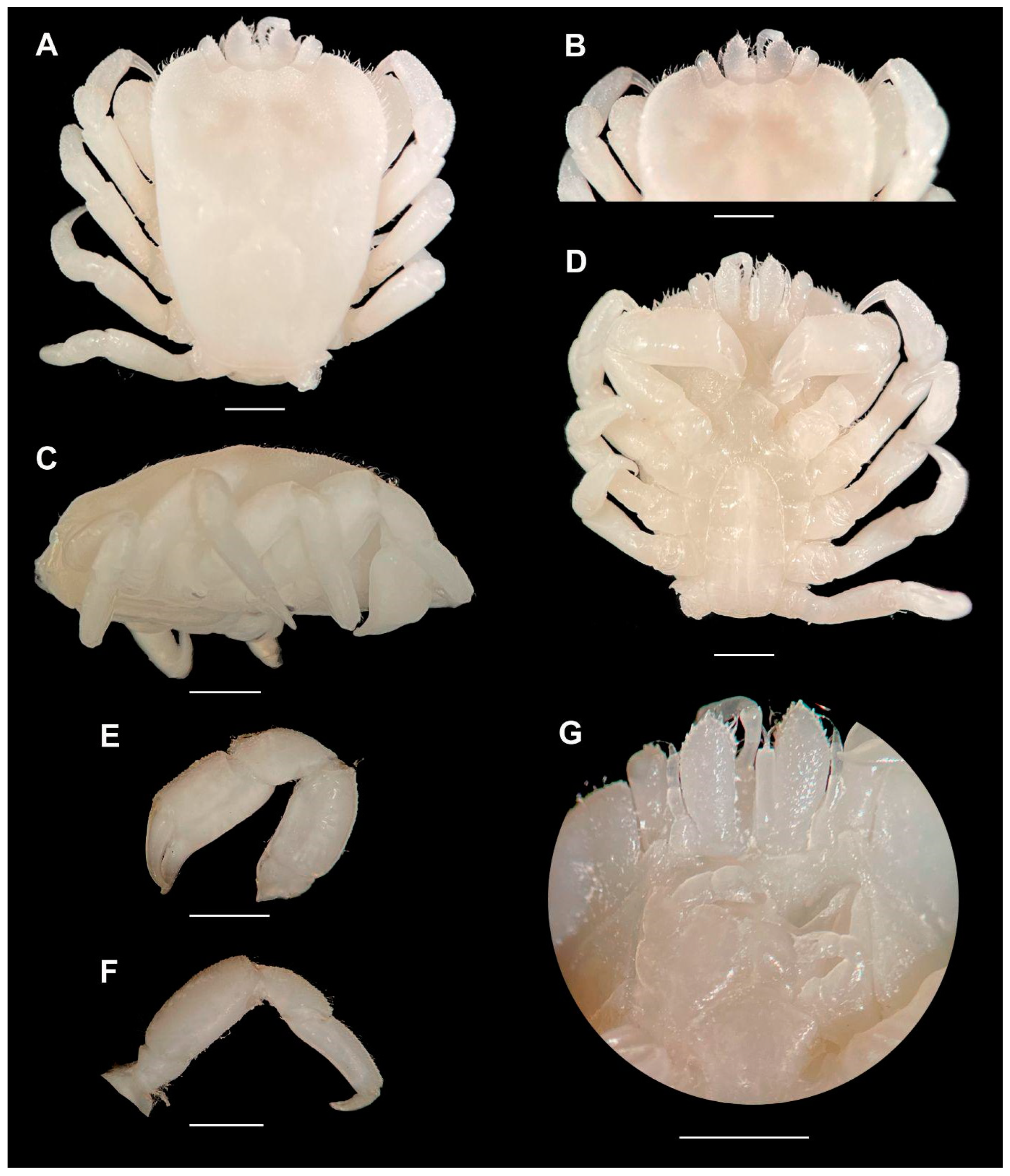 Arthropoda 01 00012 g001