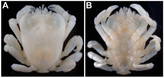 Arthropoda 01 00012 g002