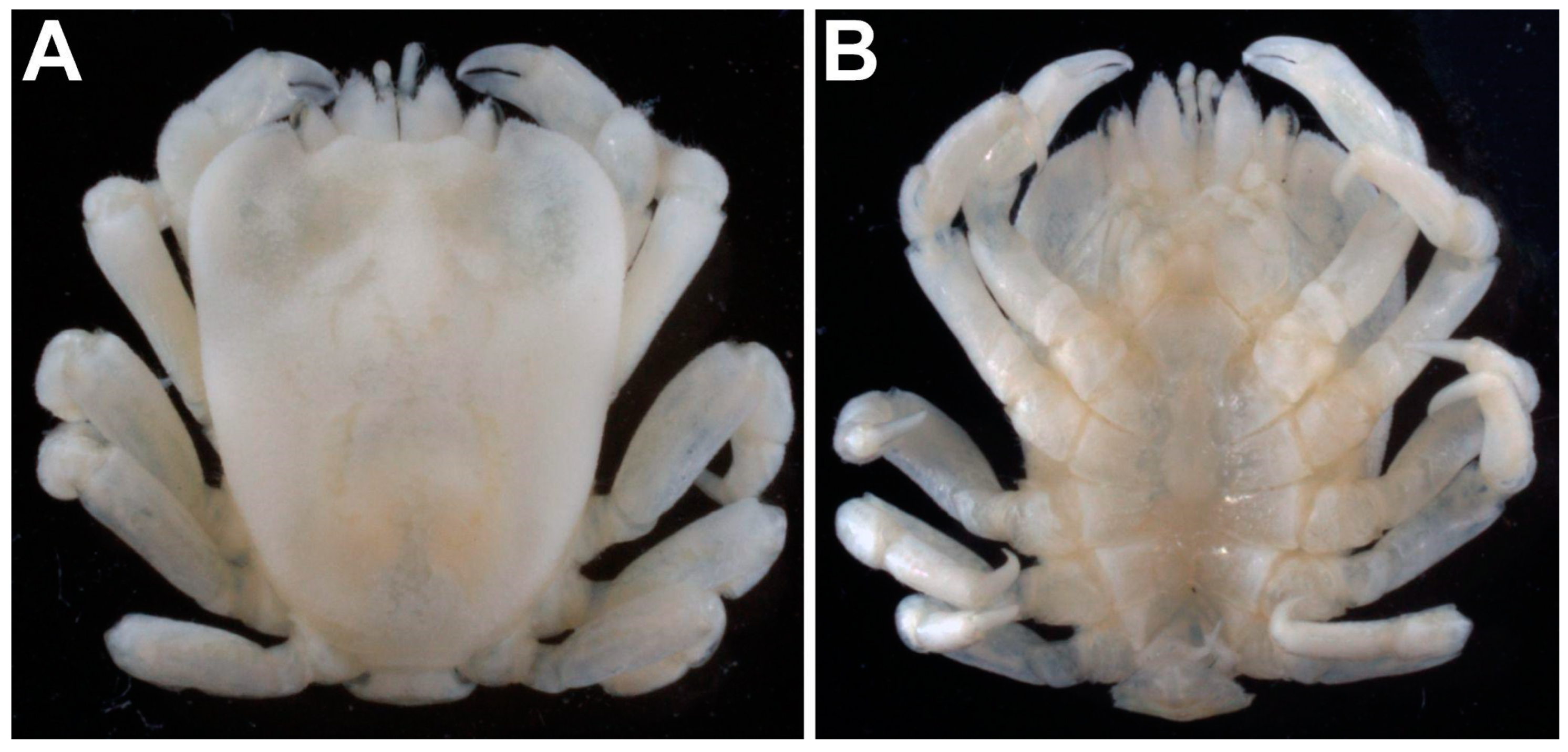 Arthropoda 01 00012 g002