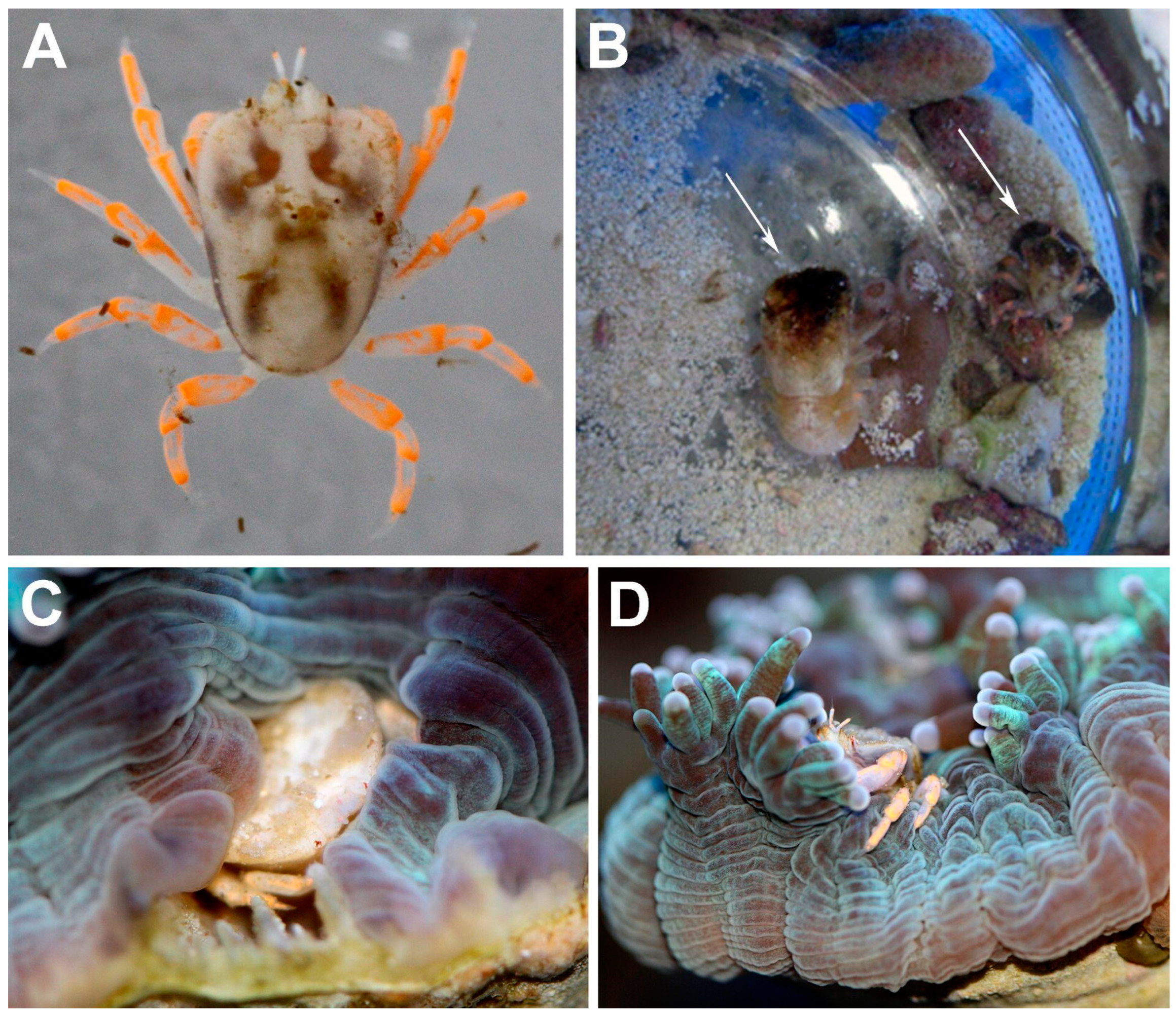 Arthropoda 01 00012 g003